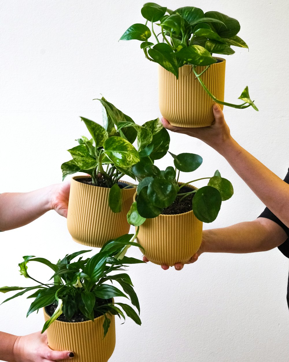 a person holding a couple of potted plants