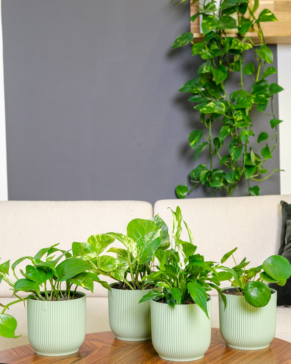 a group of potted plants