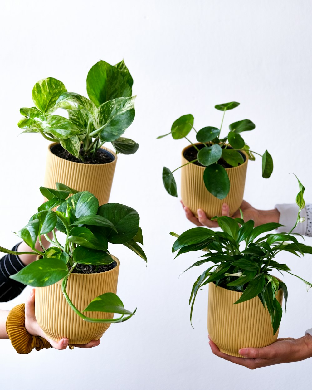 a group of potted plants