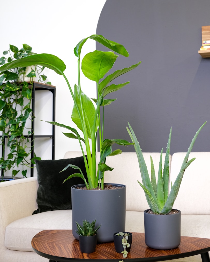 a group of potted plants on a table