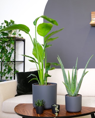 a group of potted plants on a table