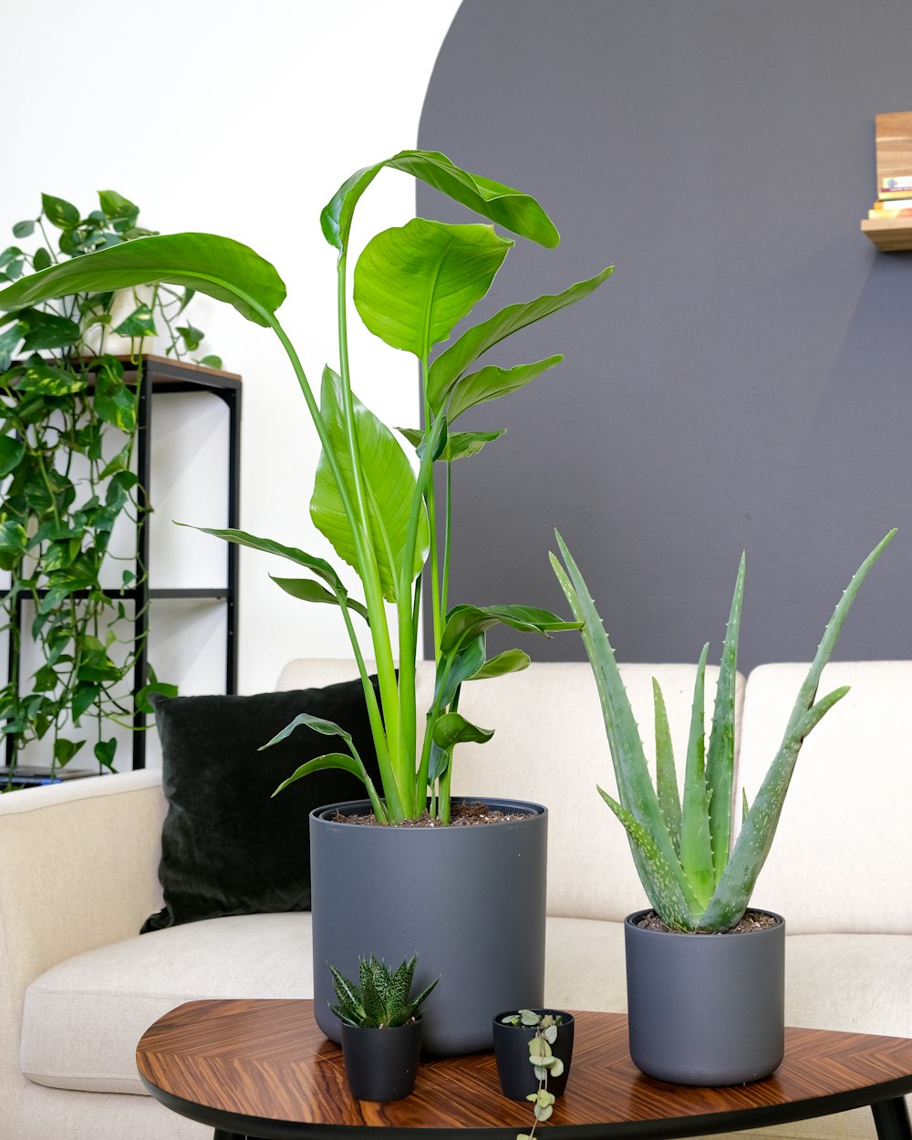 a group of potted plants on a table