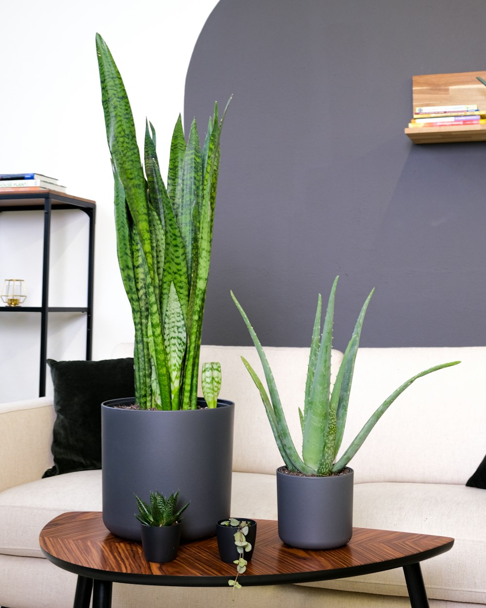 a couple of potted plants on a table
