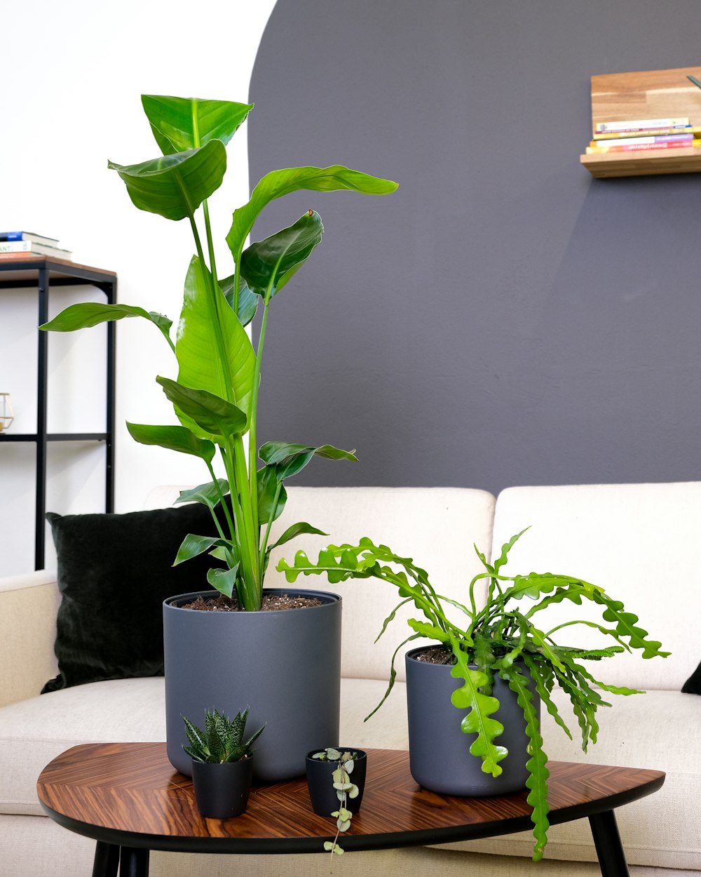 un groupe de plantes en pot sur une table