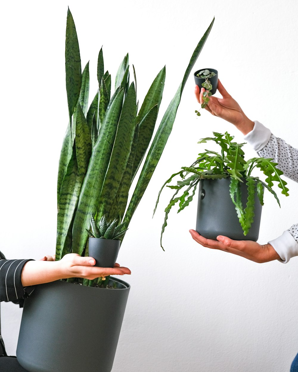 a person holding a plant