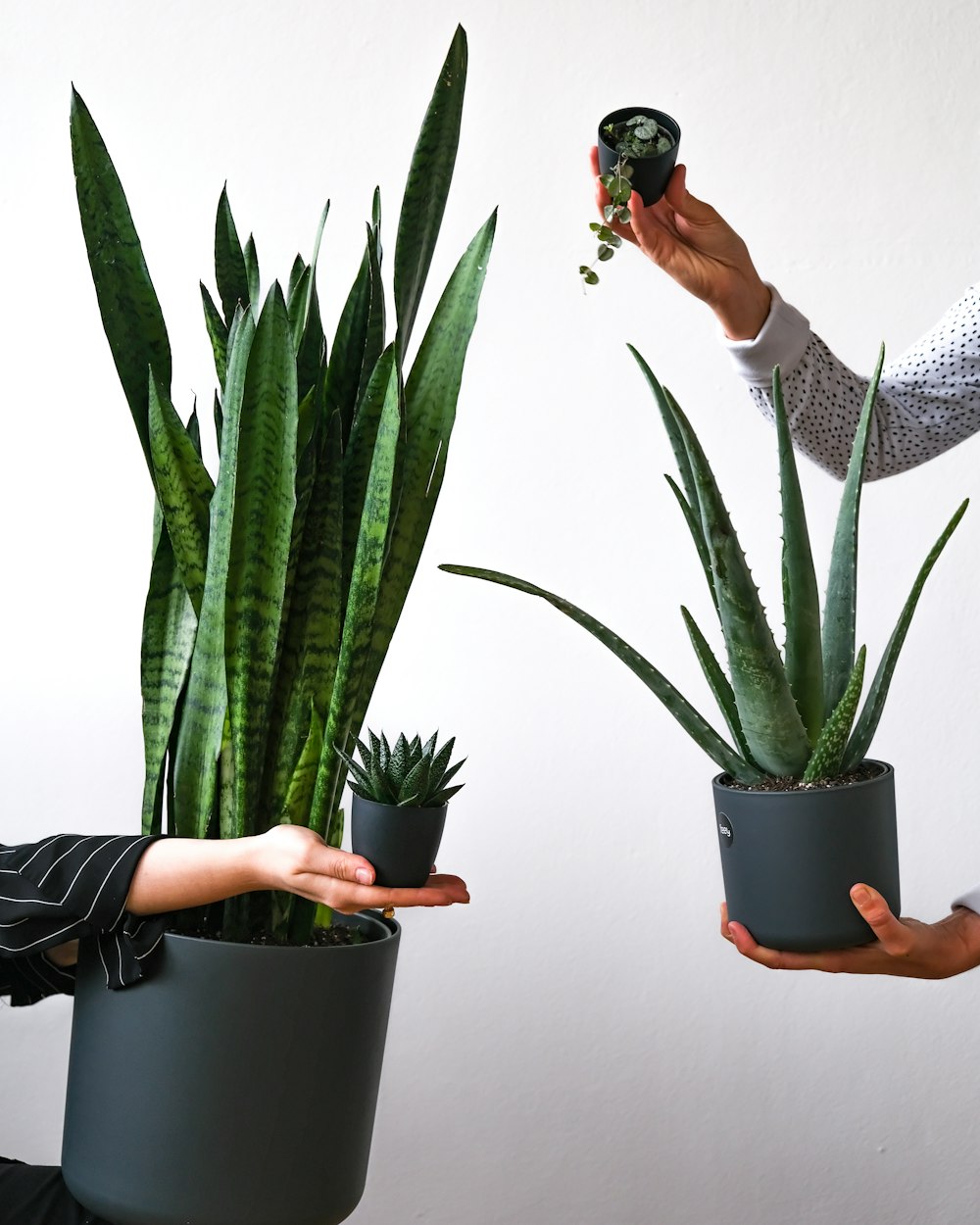 a person holding a plant