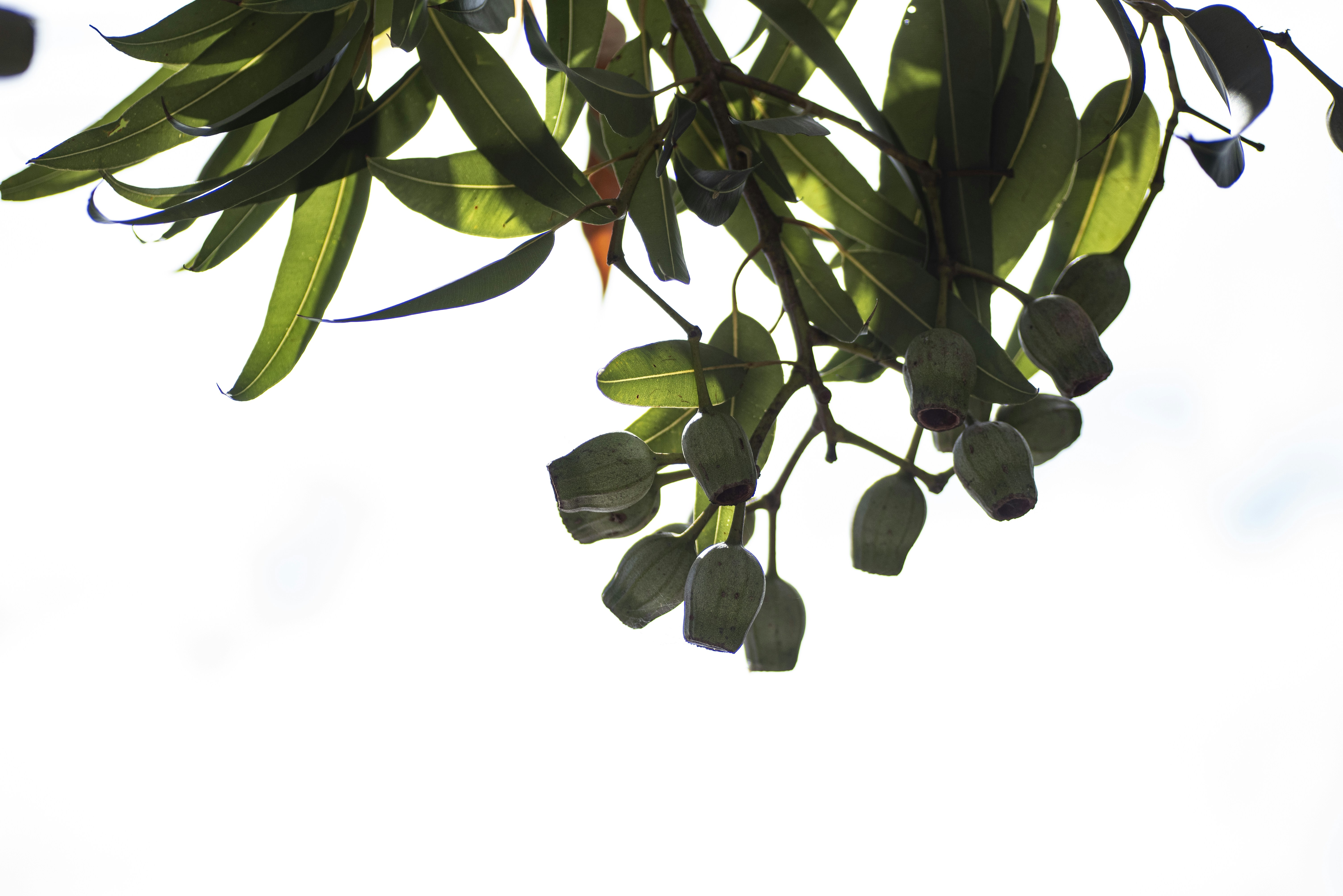 Olive And Oregano