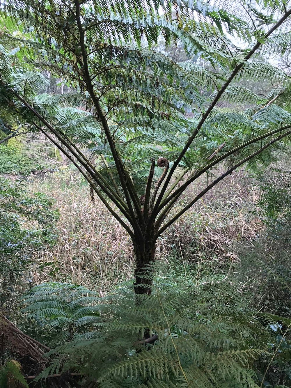 a tree with many branches