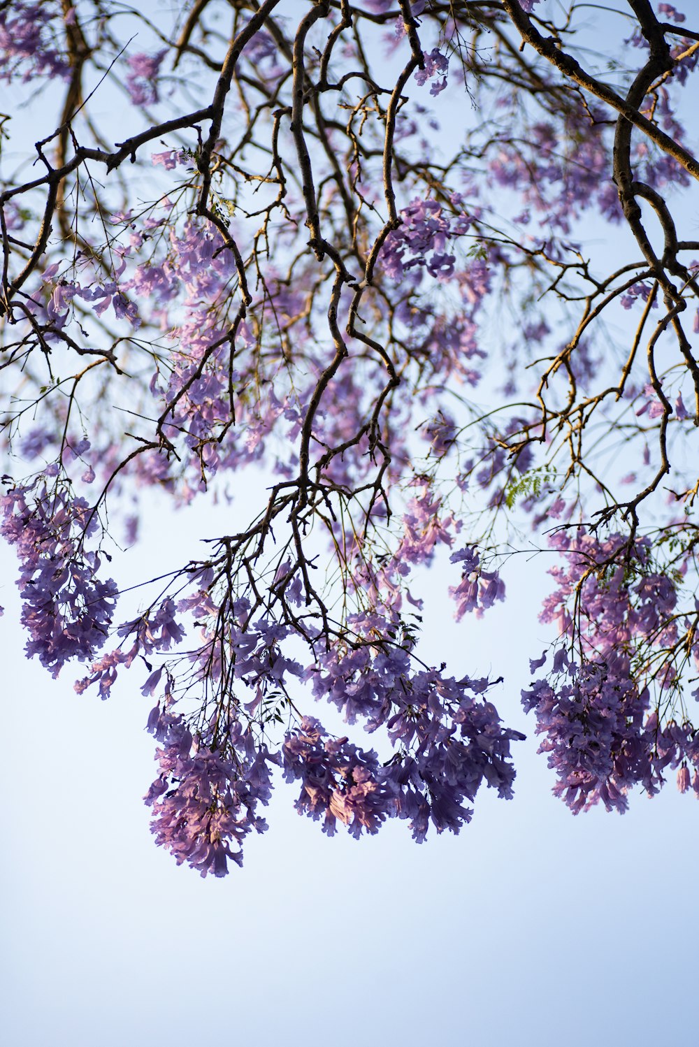 a tree with pink flowers