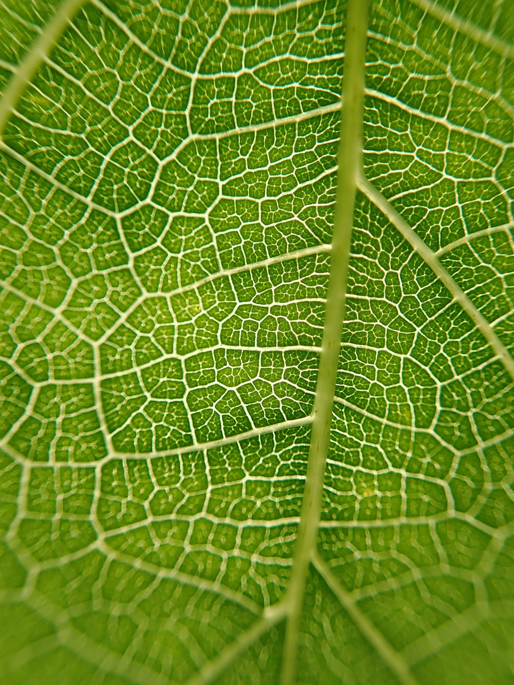 a close-up of a leaf