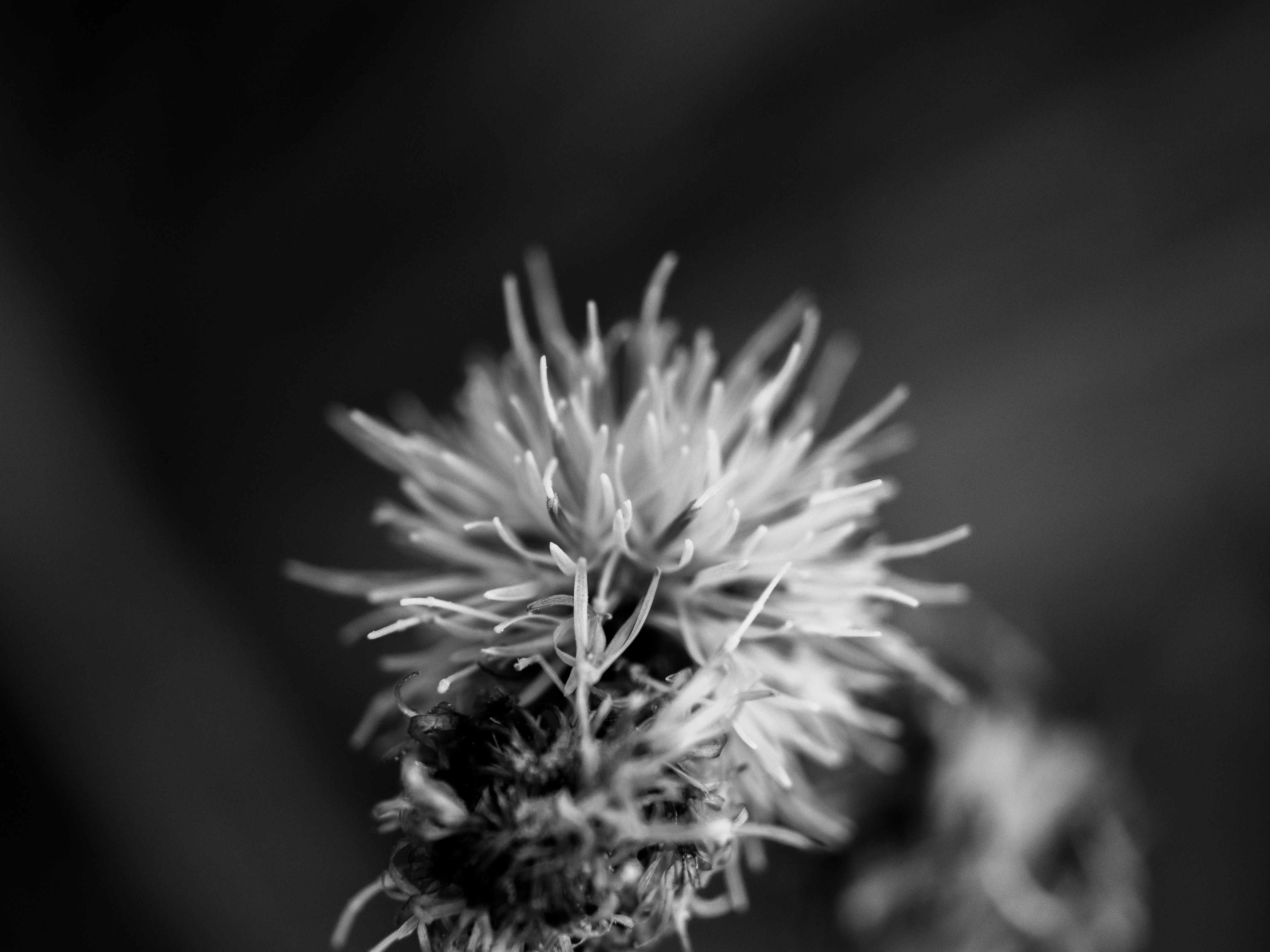 Photo by karim_fox_photography