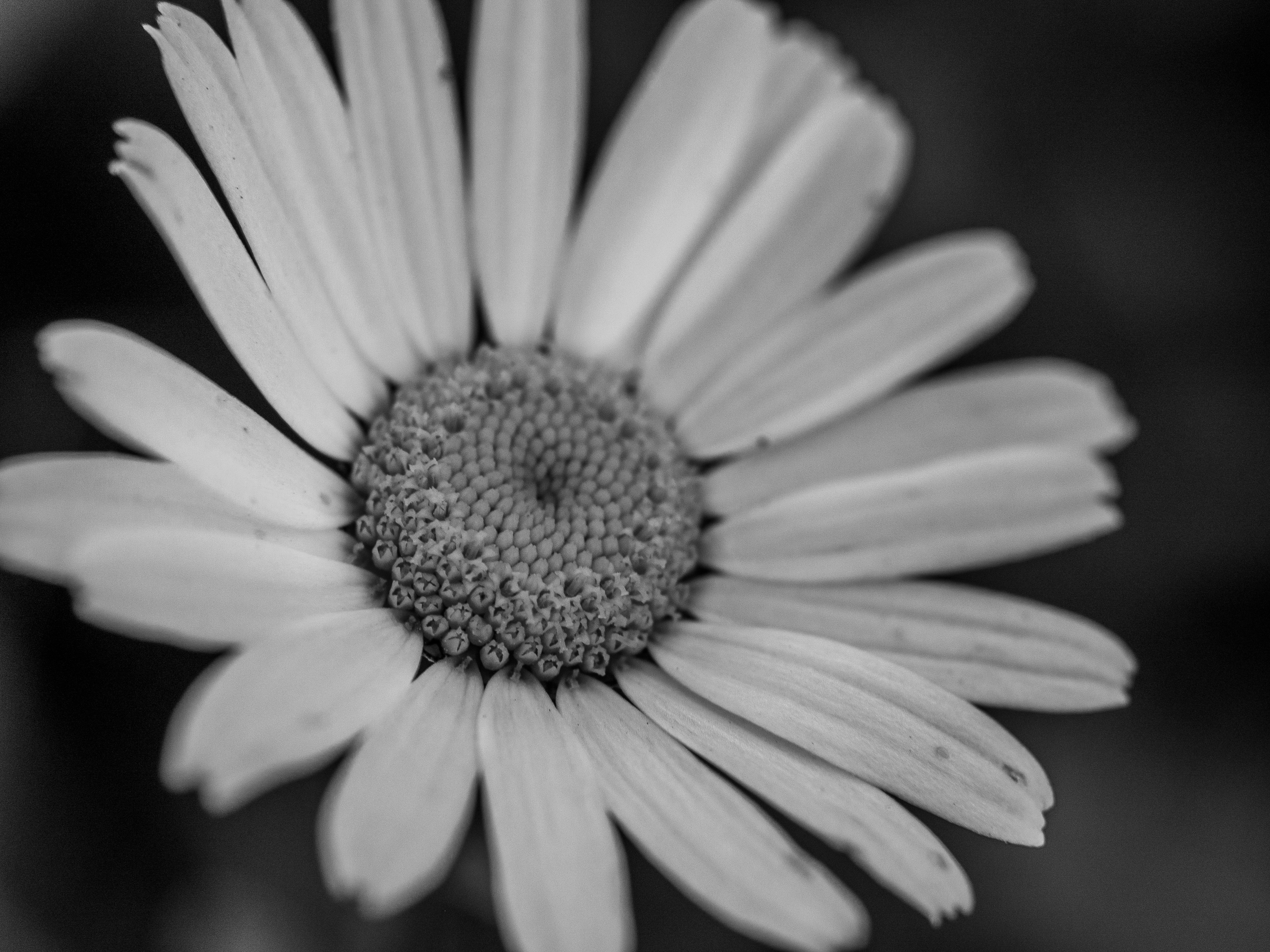 Photo by karim_fox_photography