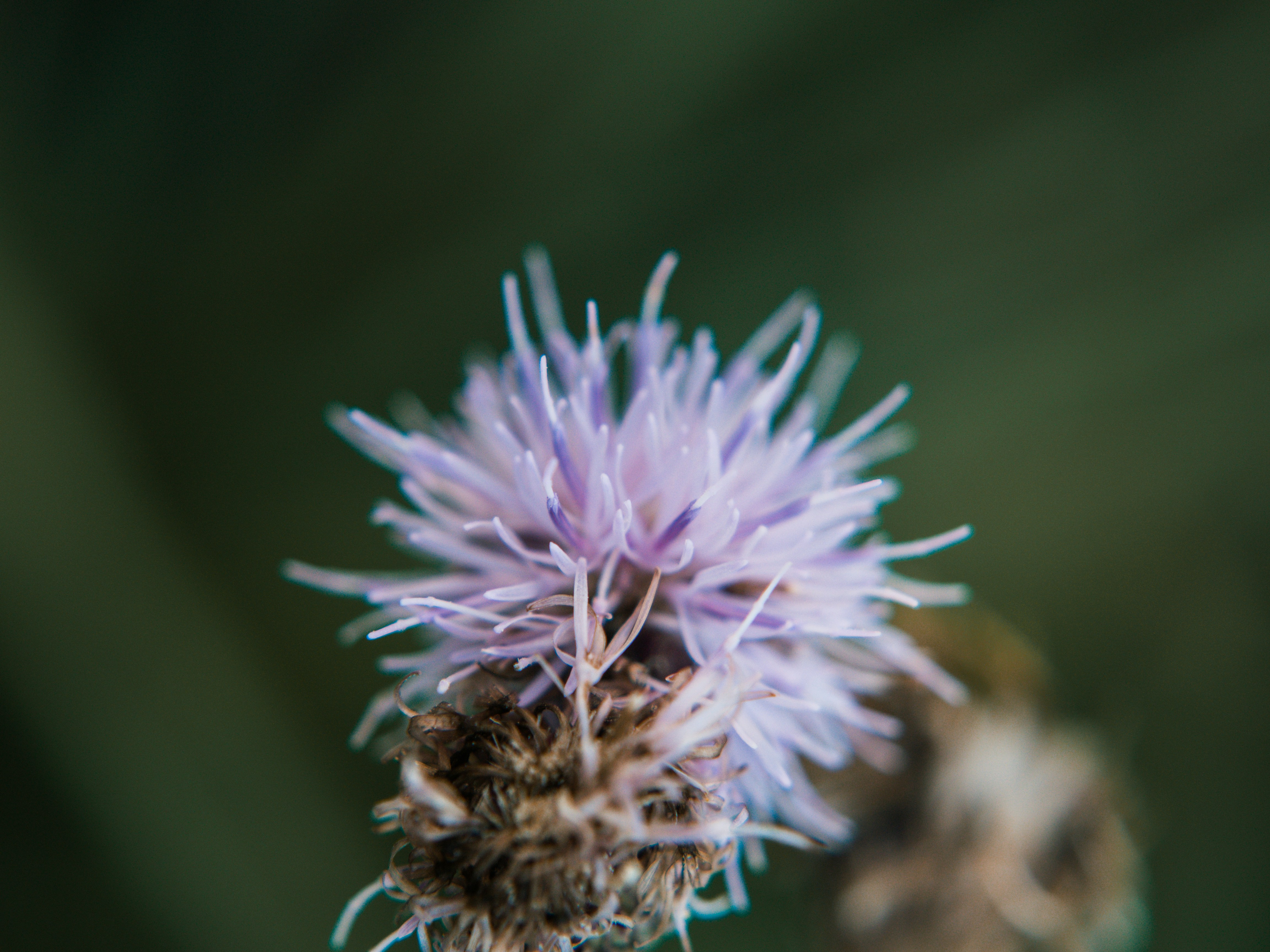 Photo by karim_fox_photography