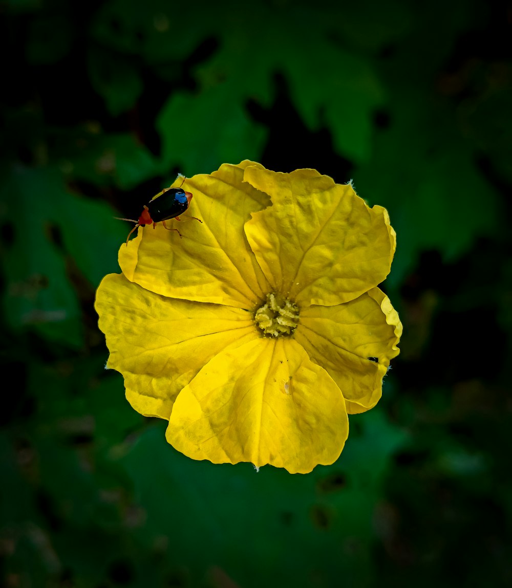 a bee on a yellow flower