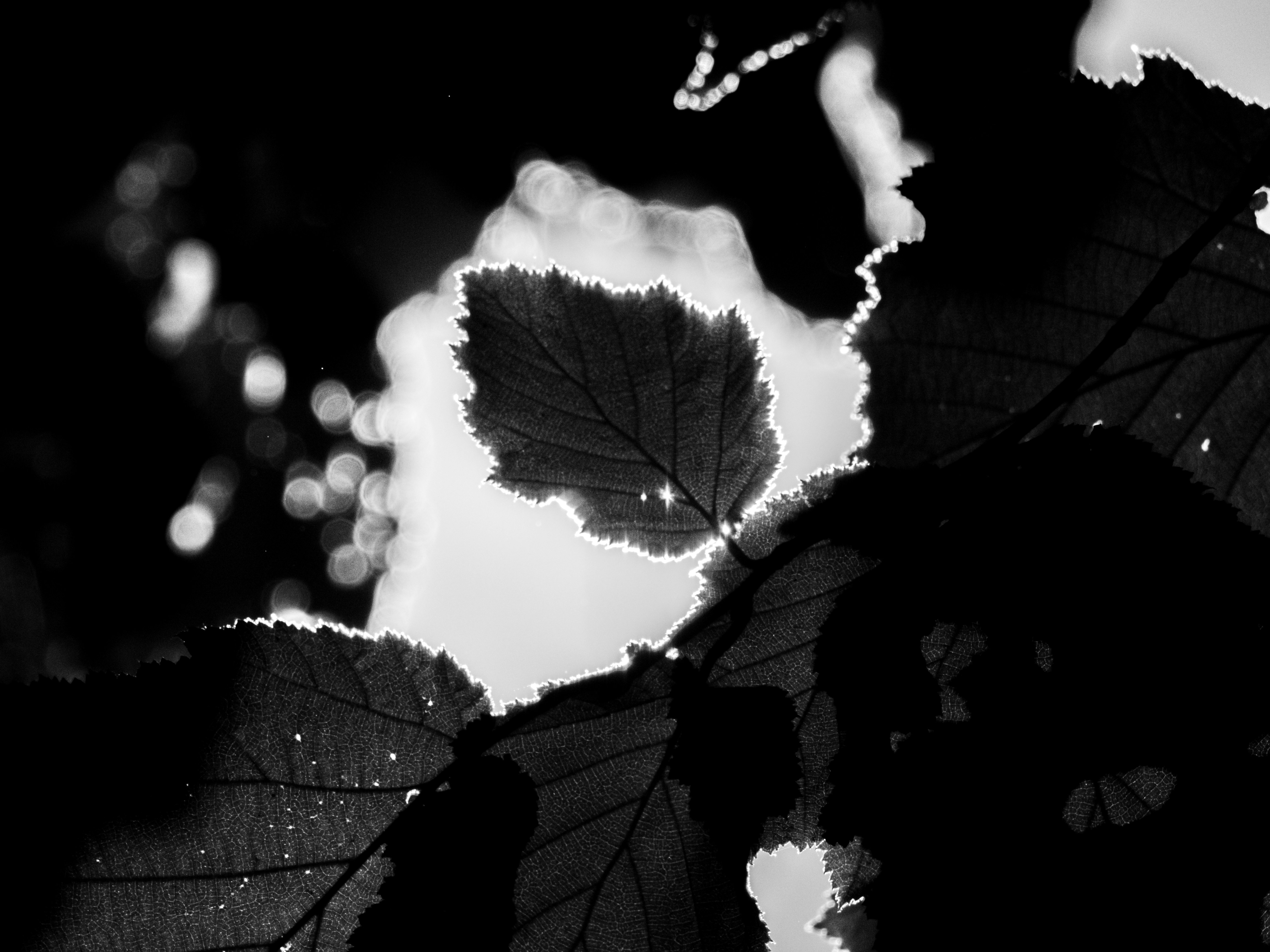 Photo by karim_fox_photography