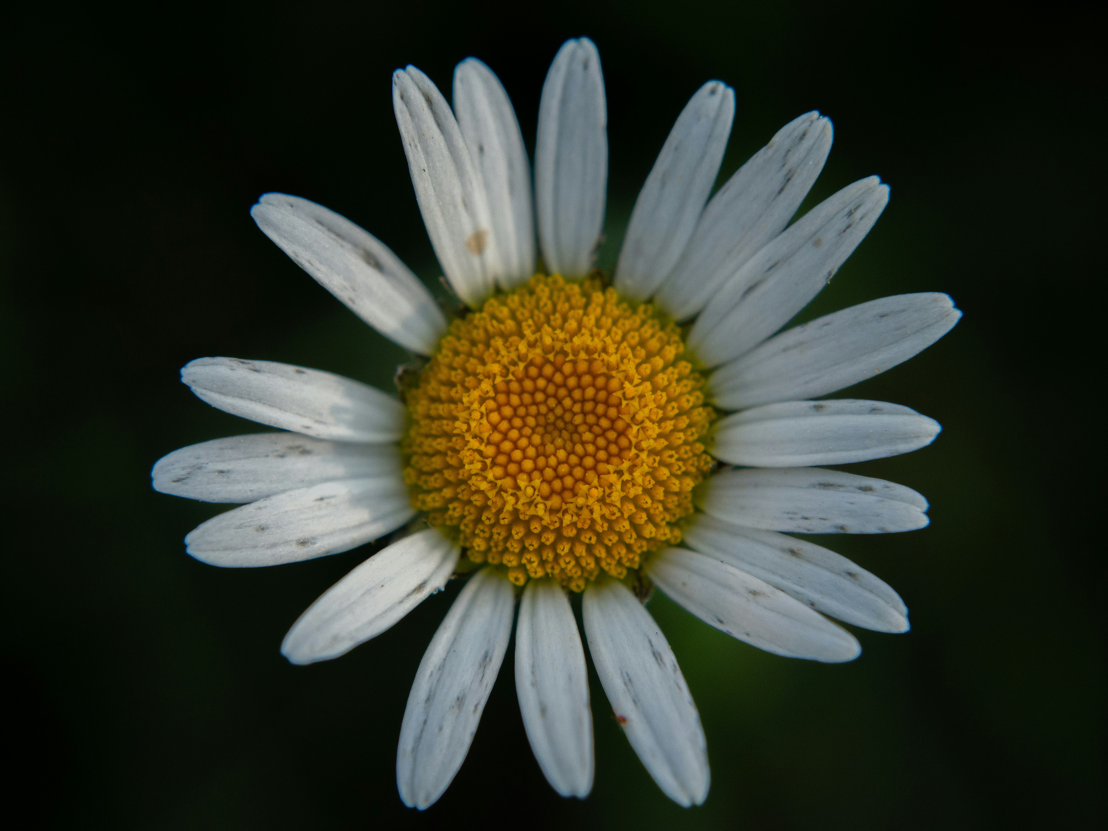 Photo by karim_fox_photography