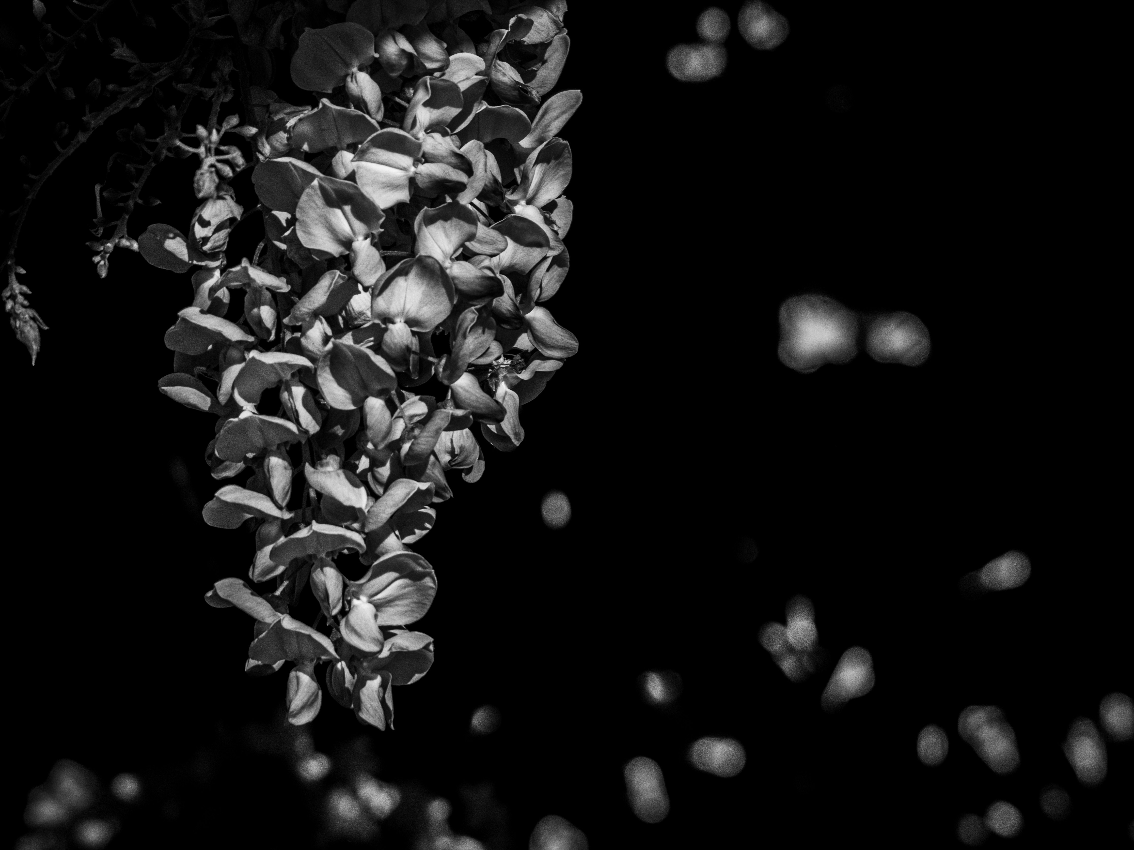 a close up of a plant