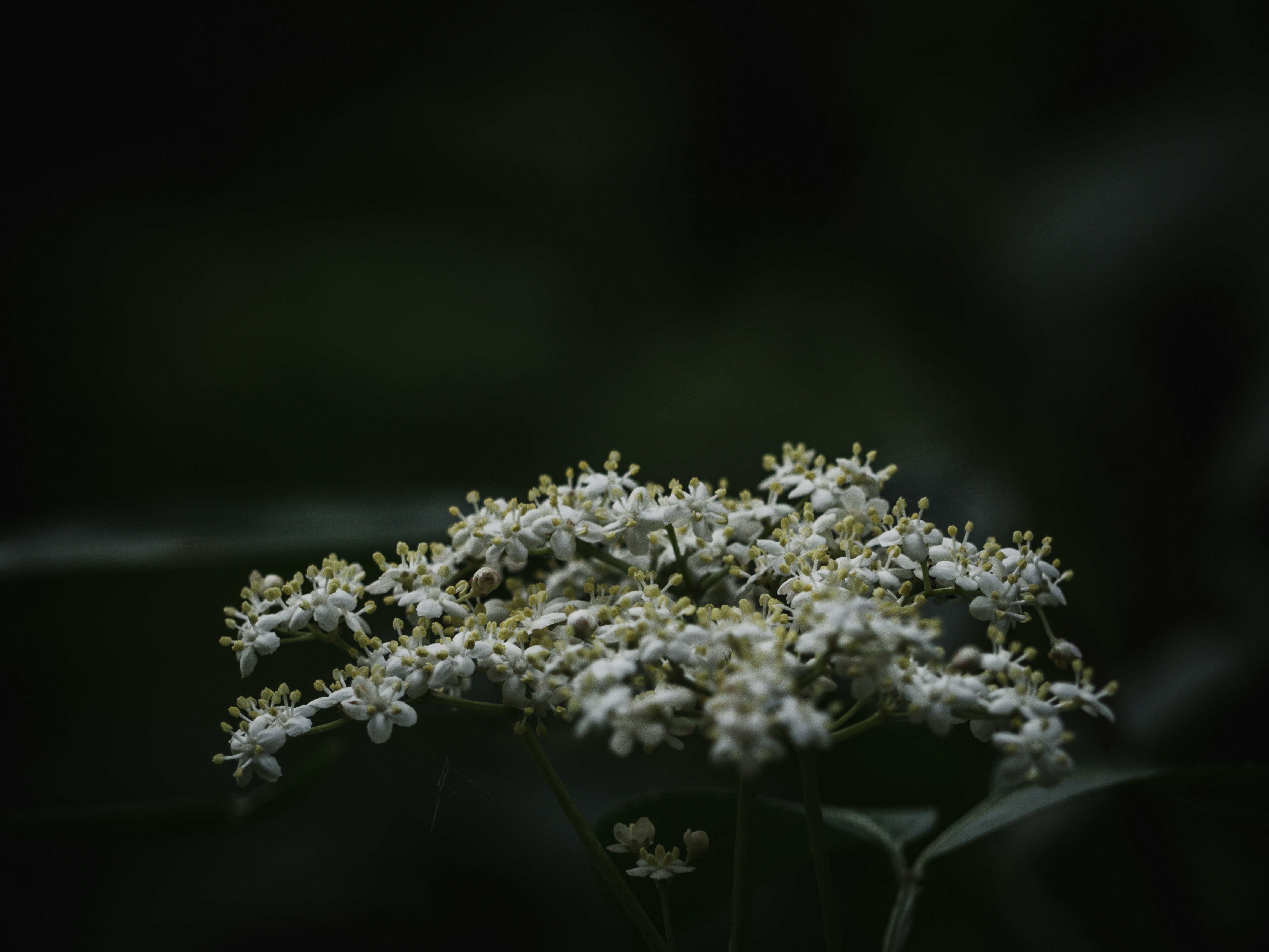 Photo by karim_fox_photography