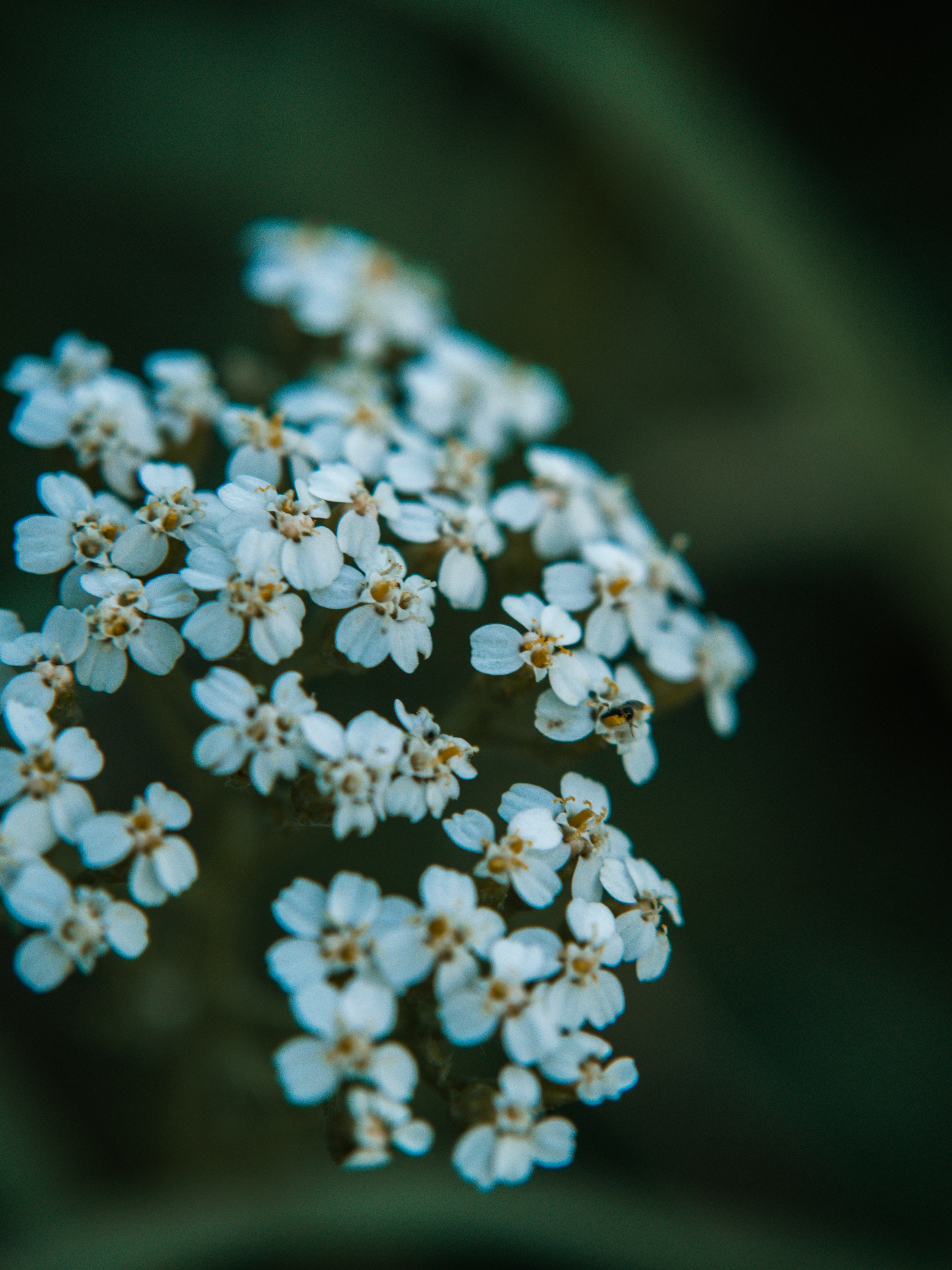 Photo by karim_fox_photography