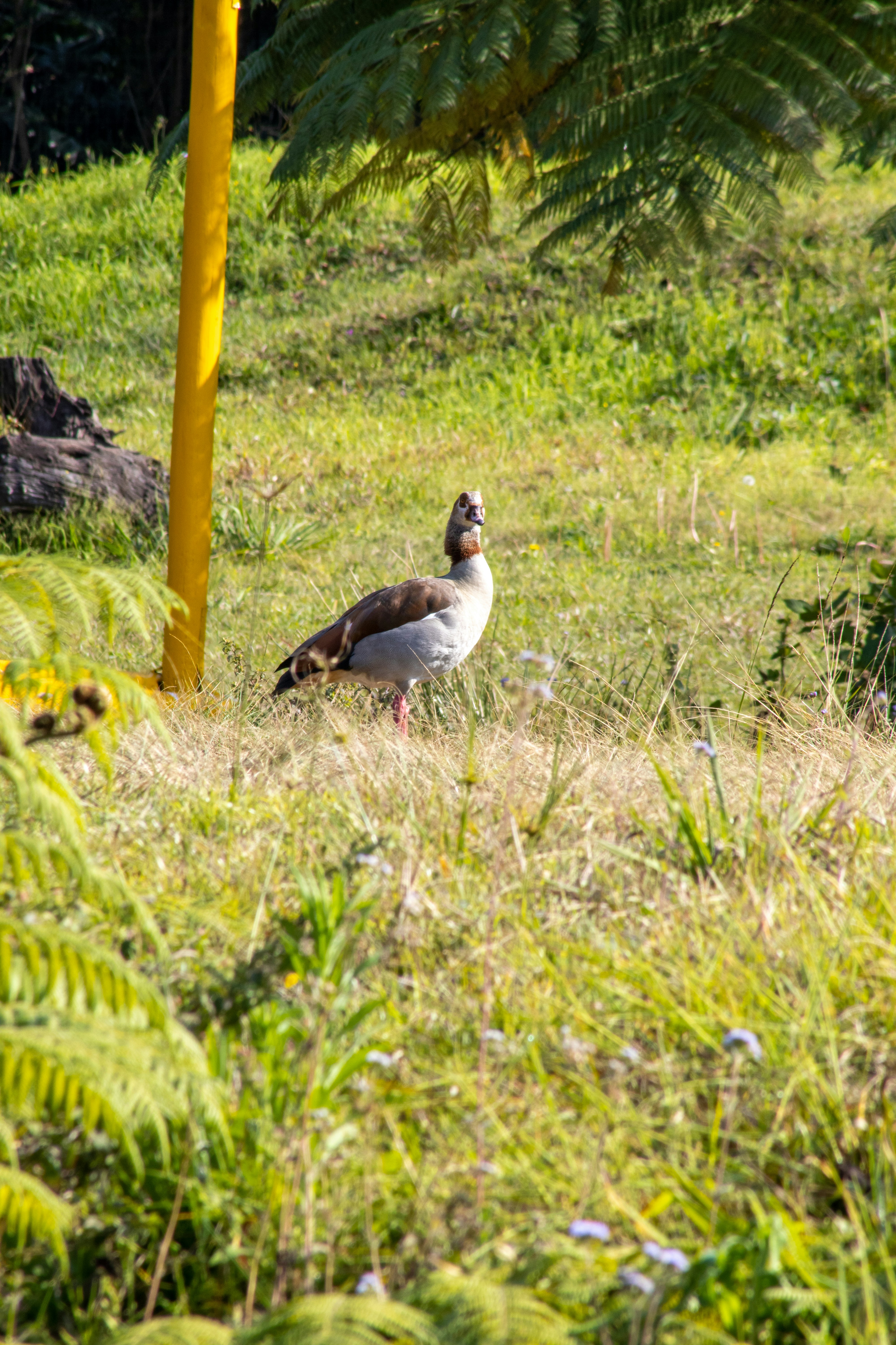 A duck in the grass photo – Free Durban Image on Unsplash