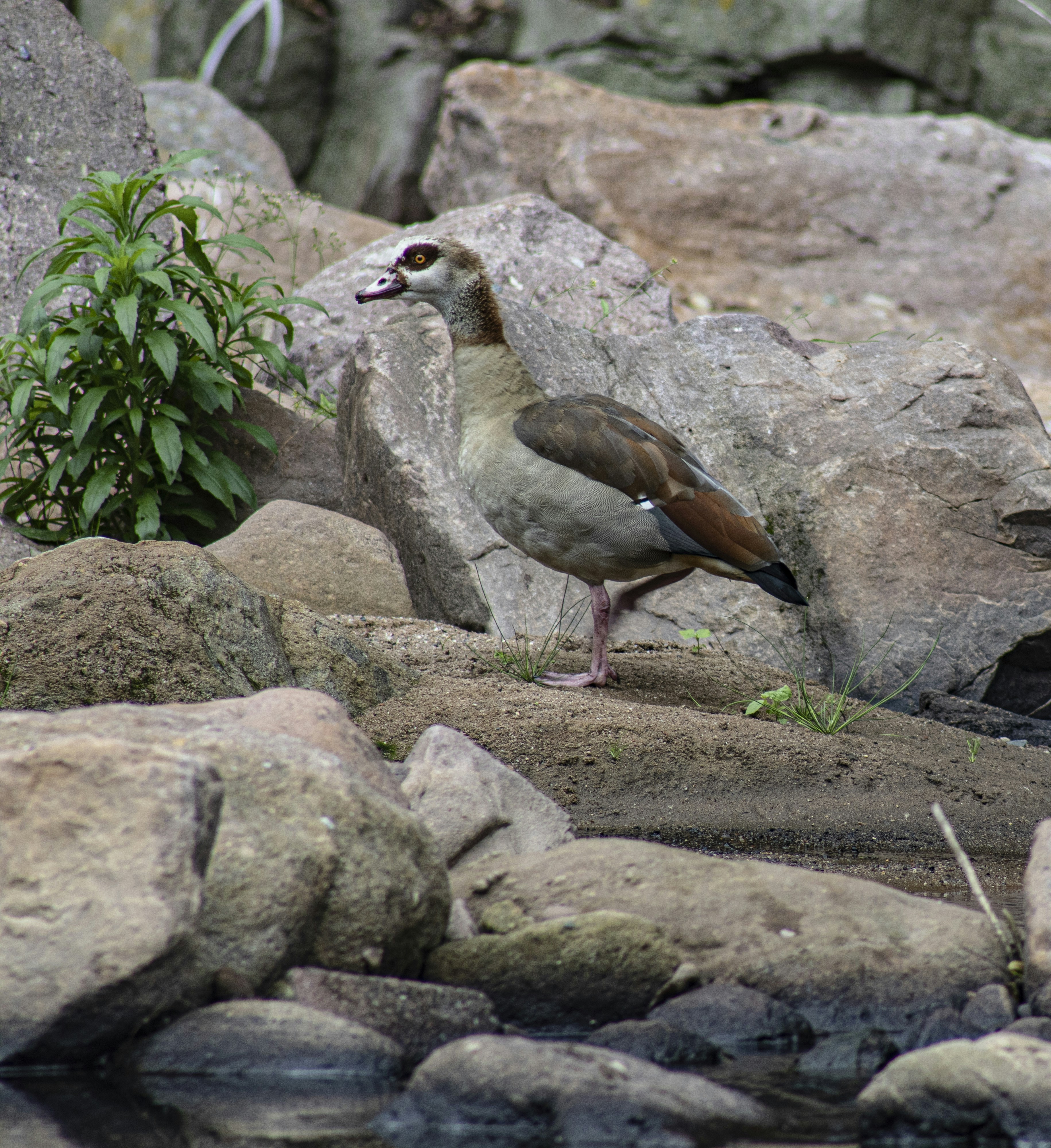 ein paar Vögel, die auf Felsen stehen