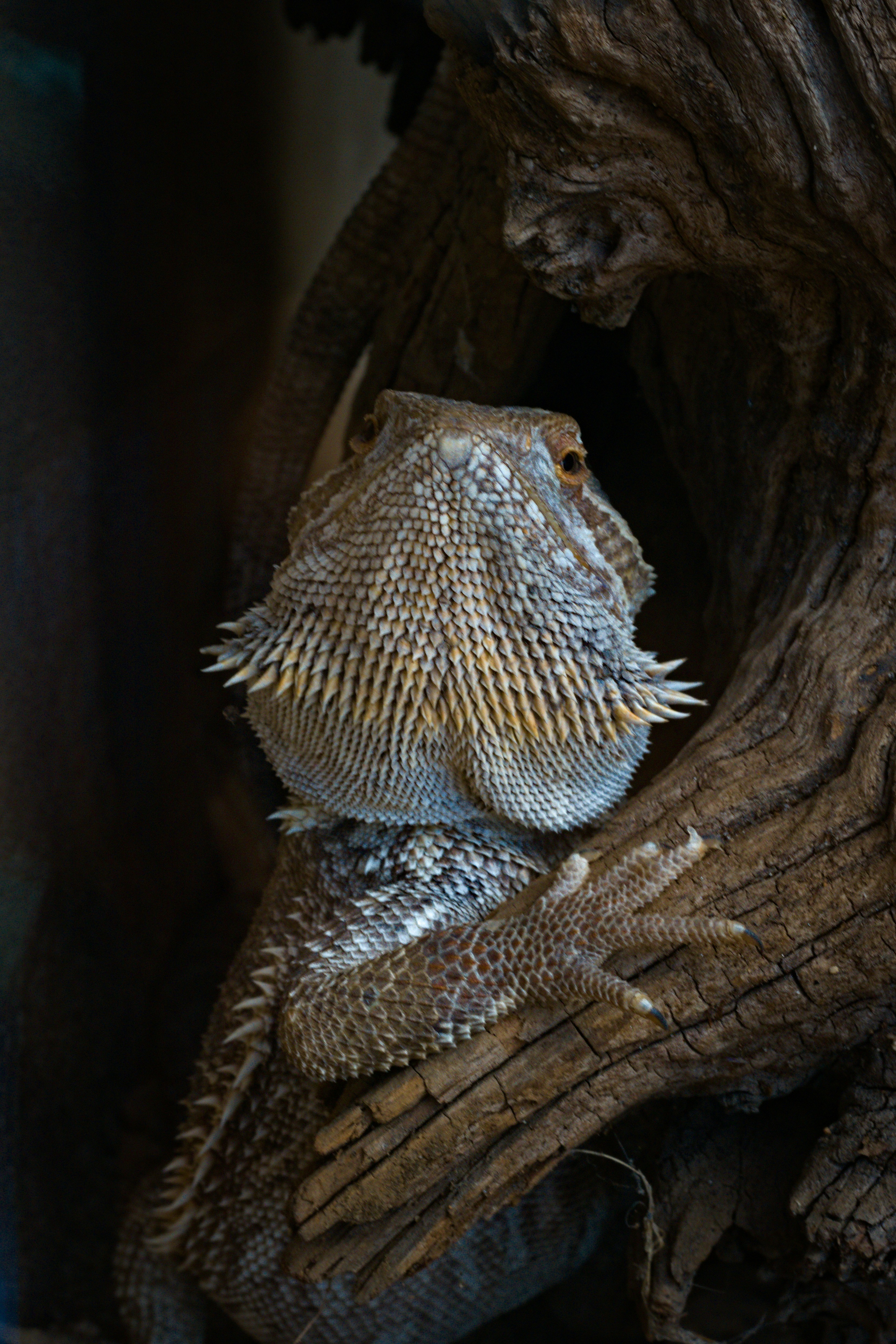 Cleaning a bearded dragon enclosure