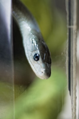 A close-up view of a snake peering through a glass surface. The snake's scales are smooth and shiny, providing a detailed texture, with a focused and direct gaze visible from its eye. The background is softly blurred, primarily green, giving an impression of foliage or nature.