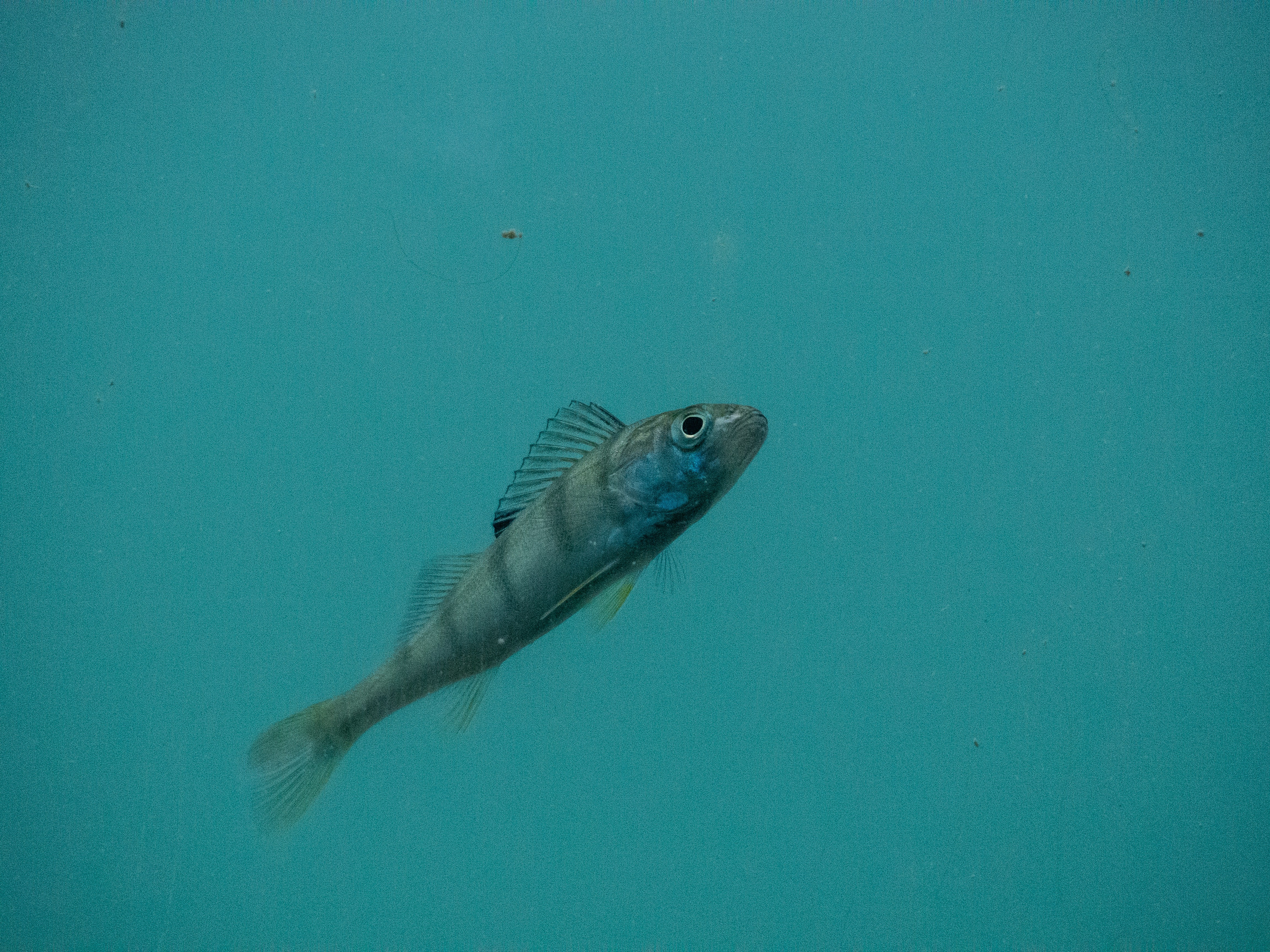seekor ikan berenang di air