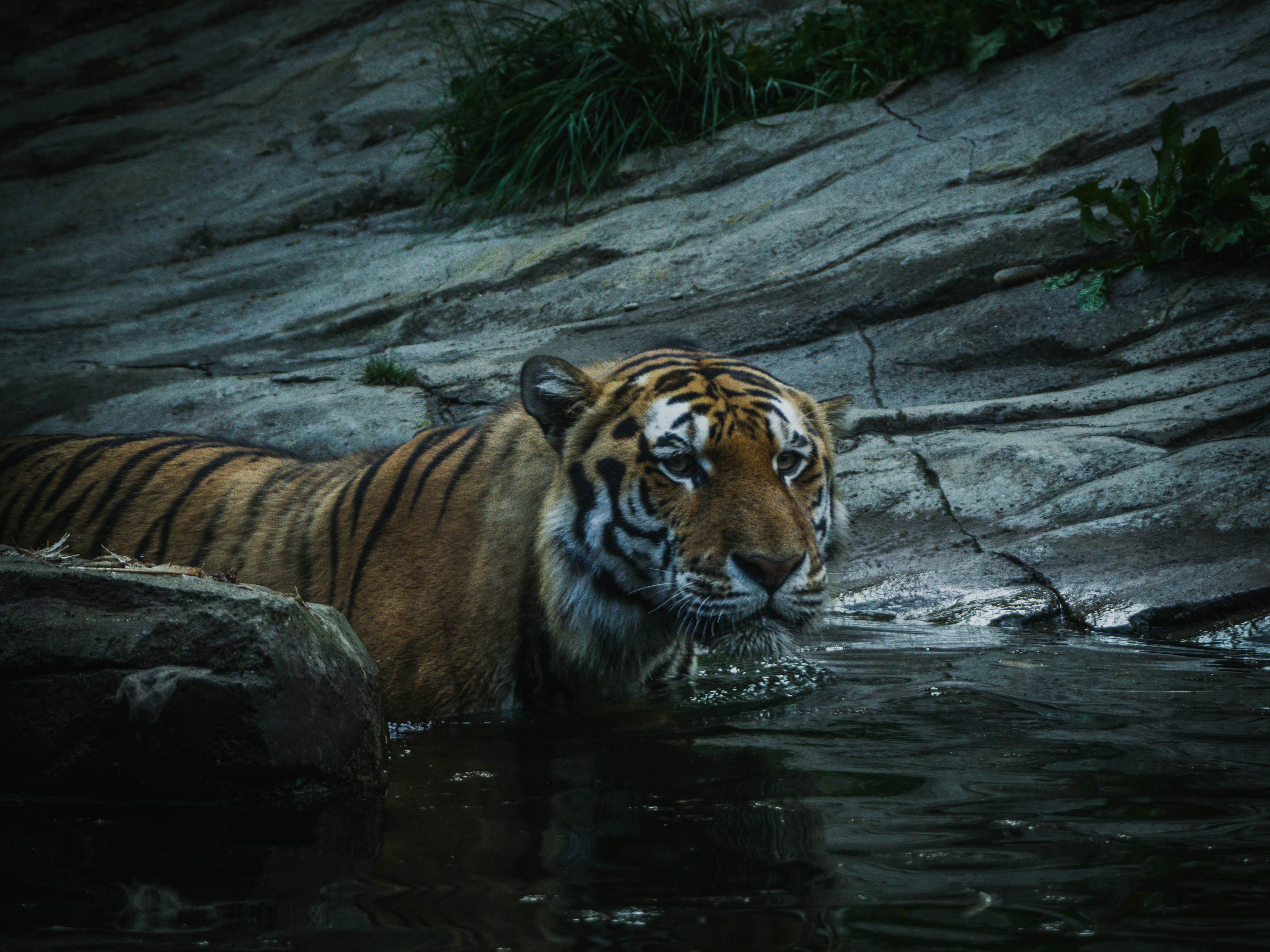 A tiger drinking water photo Free Zürich Image on Unsplash