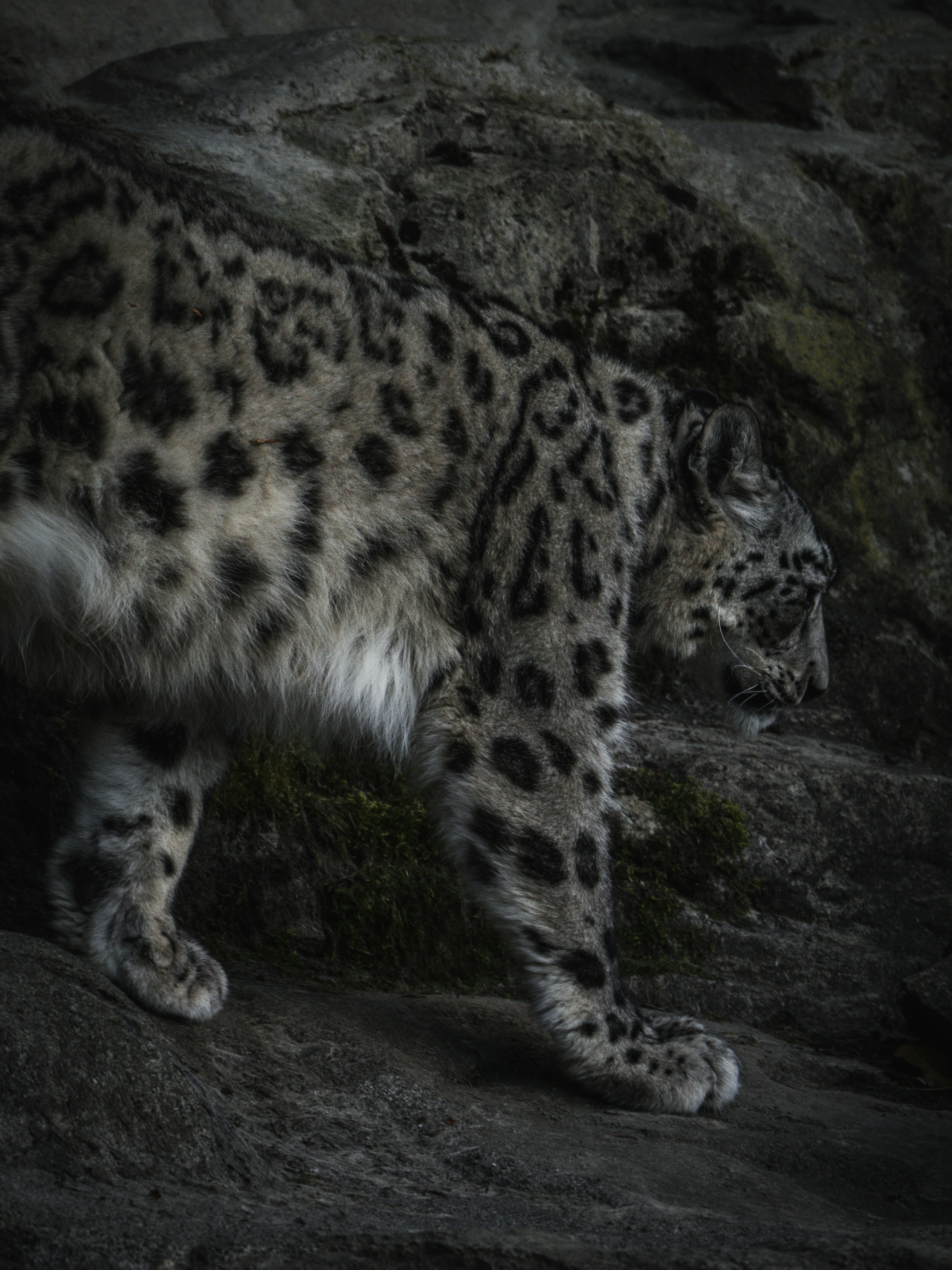 10 Ways Himalaya Eco Travel Supports Snow Leopard Conservation