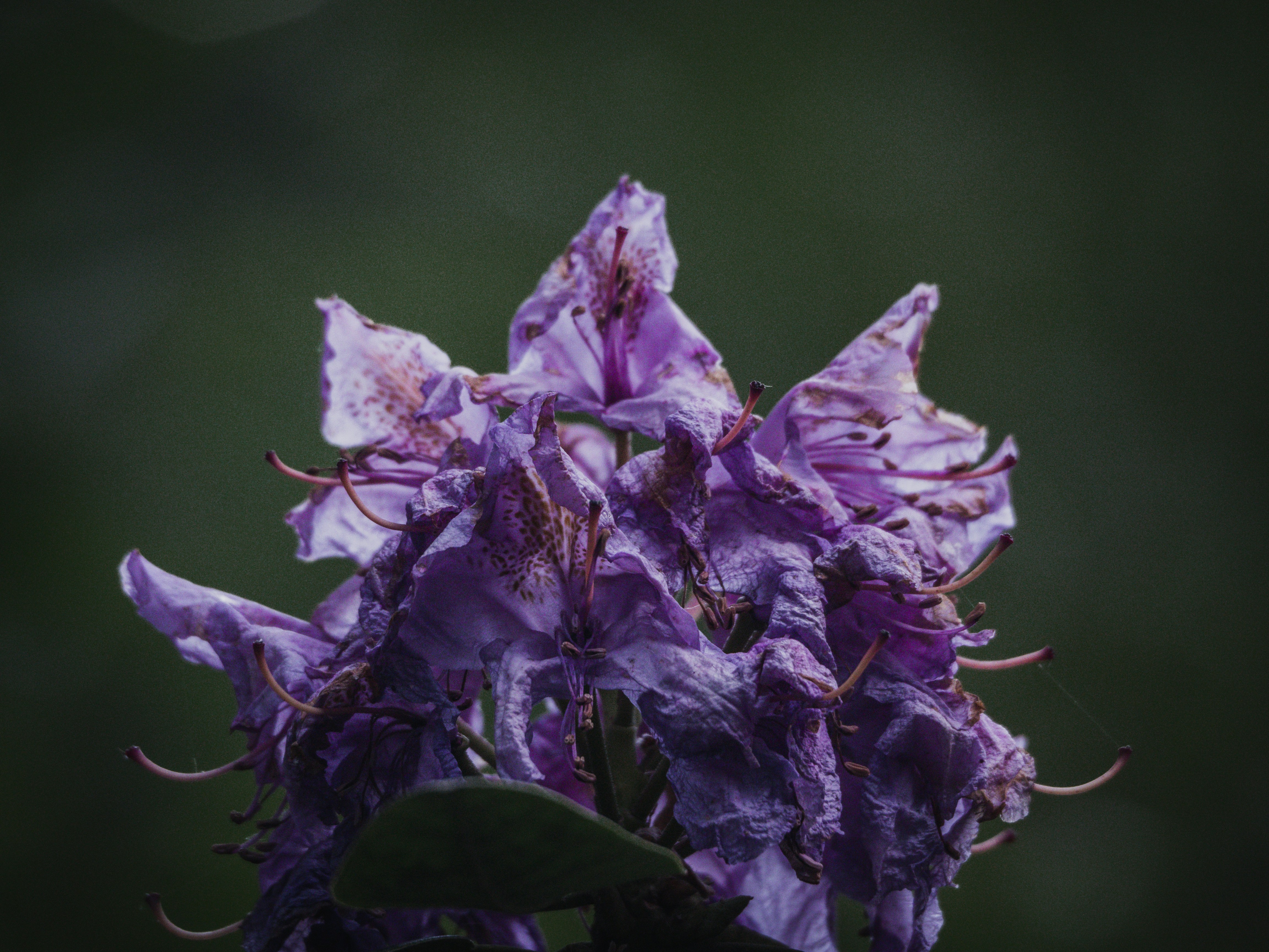 Photo by karim_fox_photography