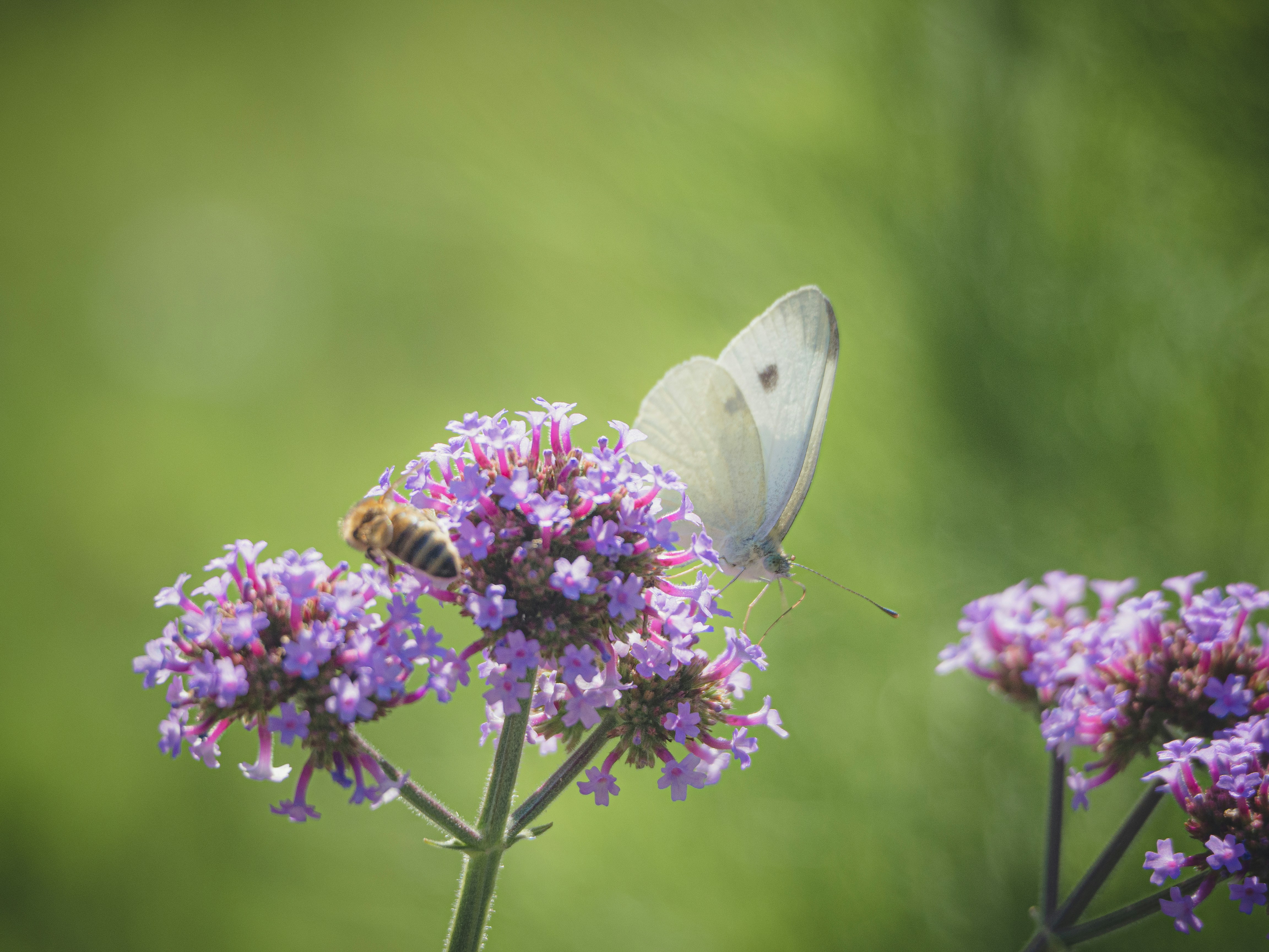 Photo by karim_fox_photography