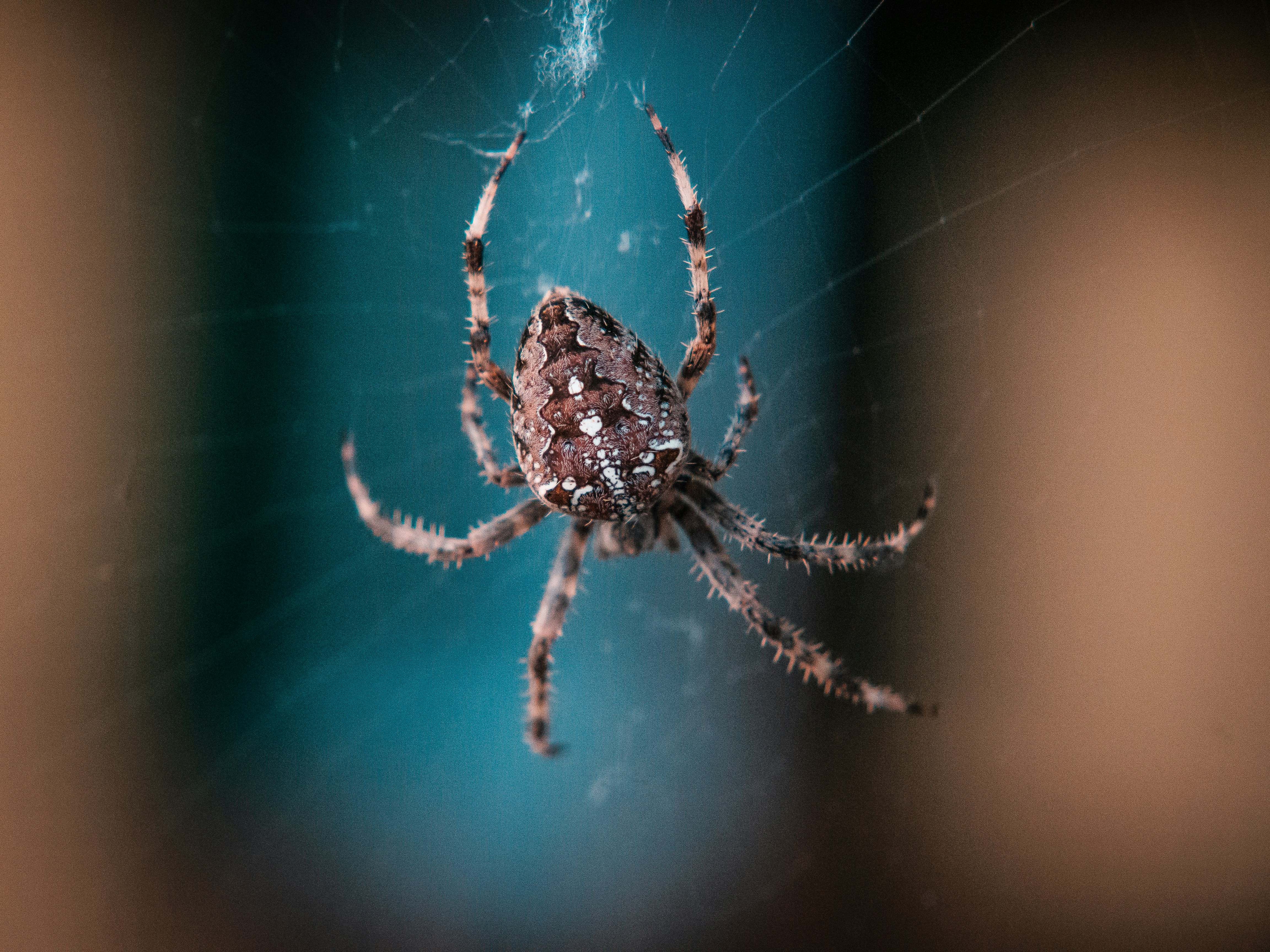 Photo by karim_fox_photography