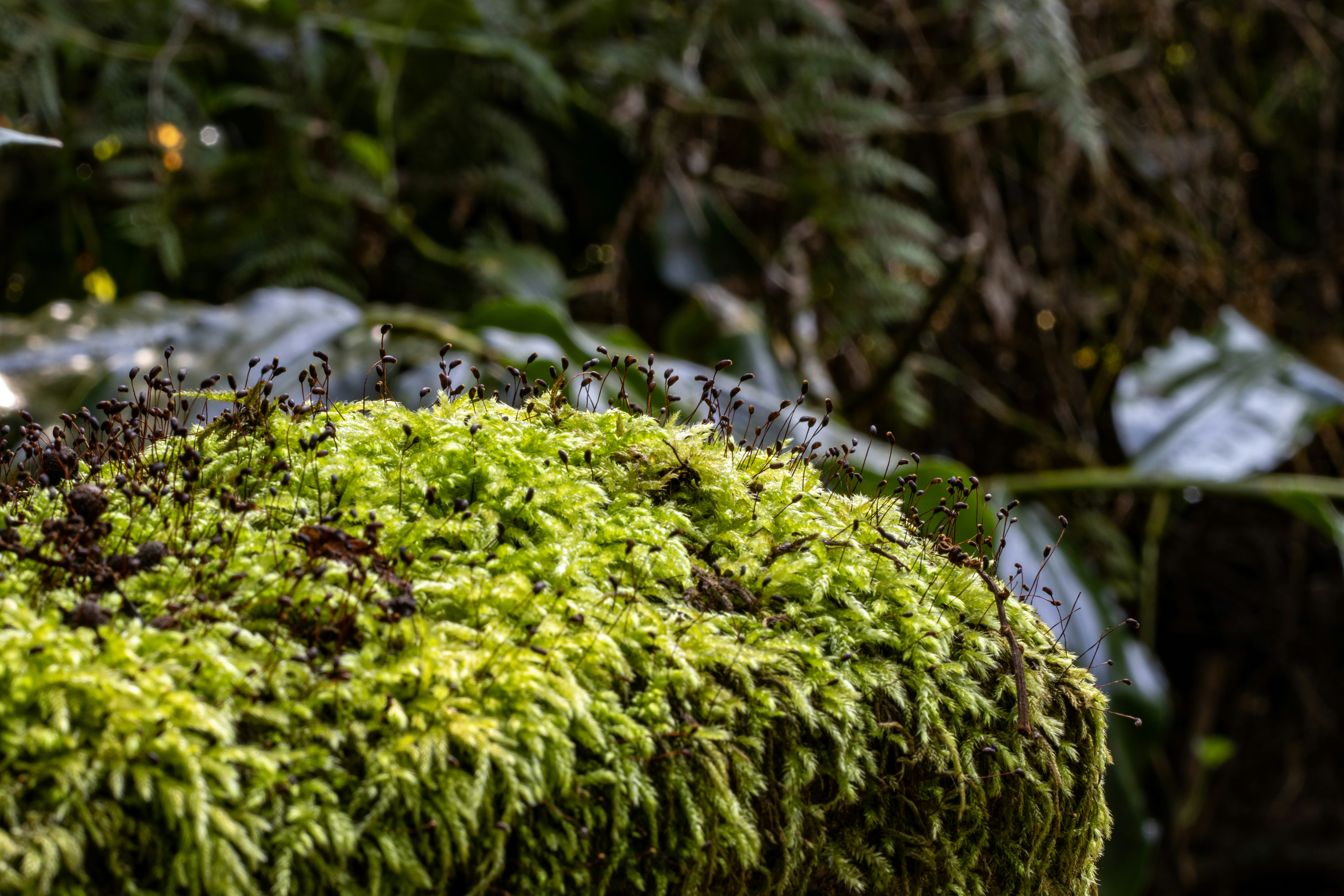 Photo by tangentstudios