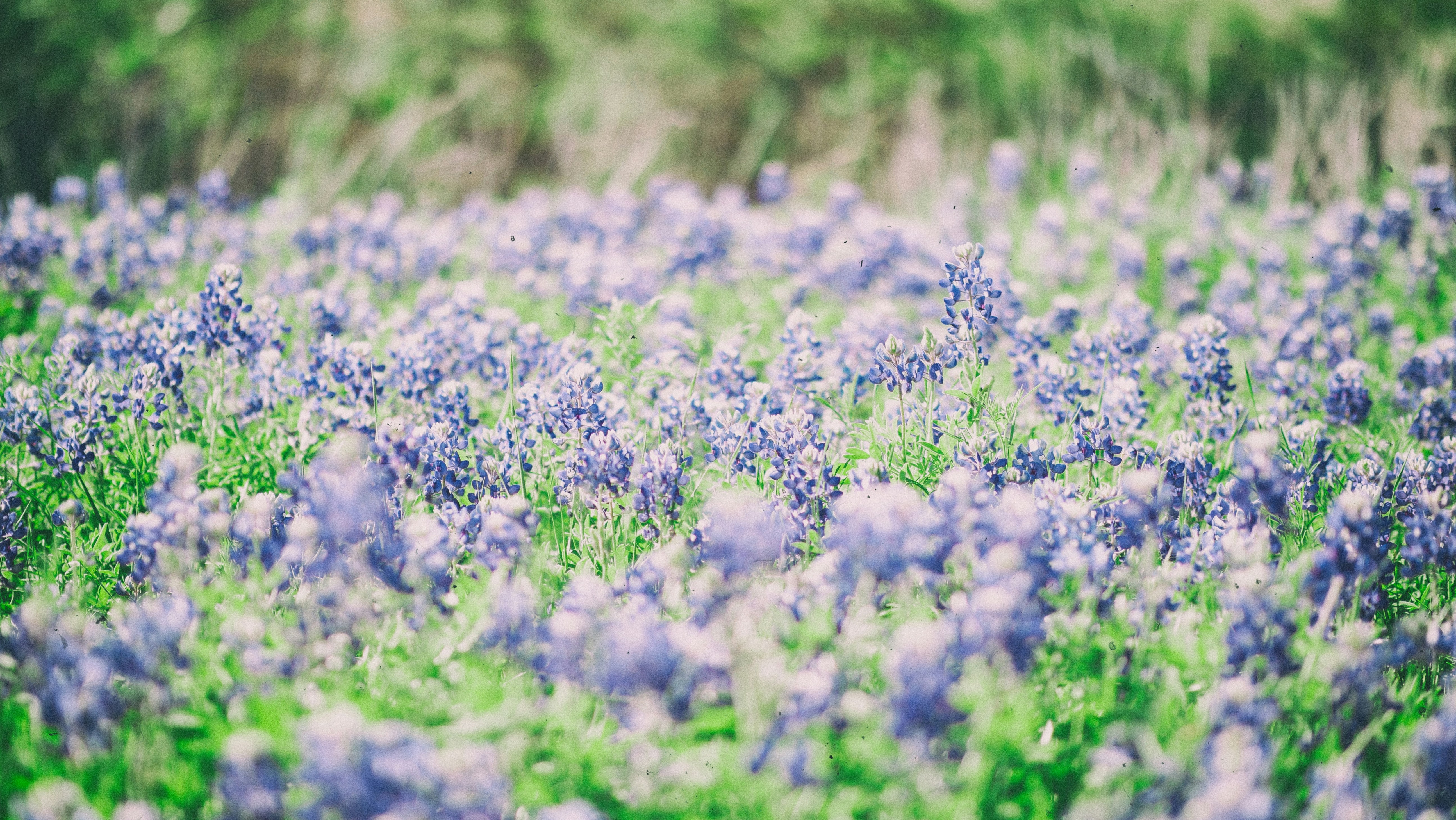 a field of purple flowers