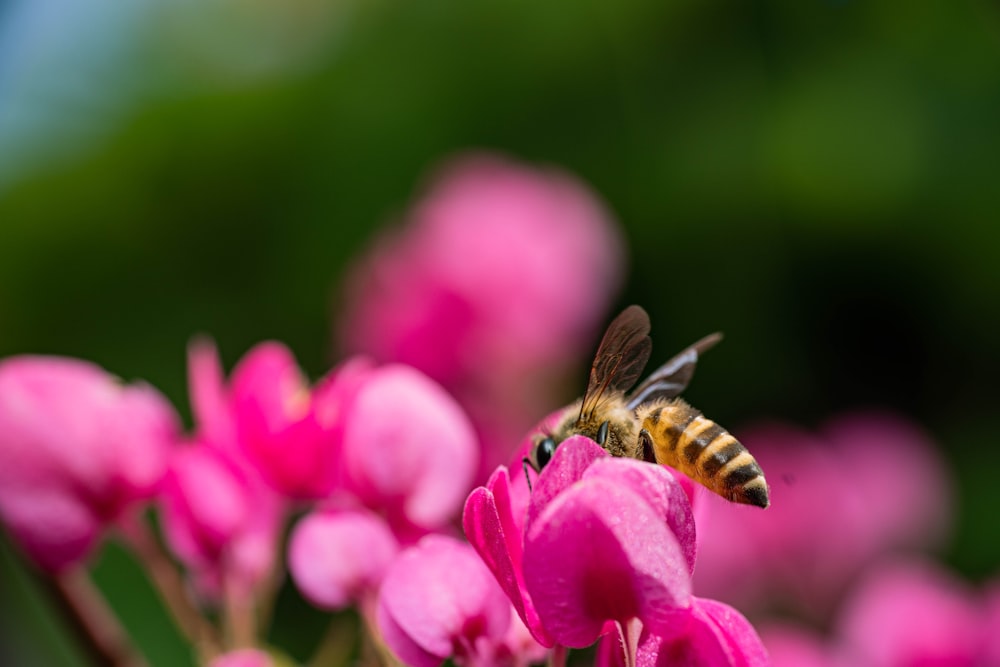 a butterfly on a flower