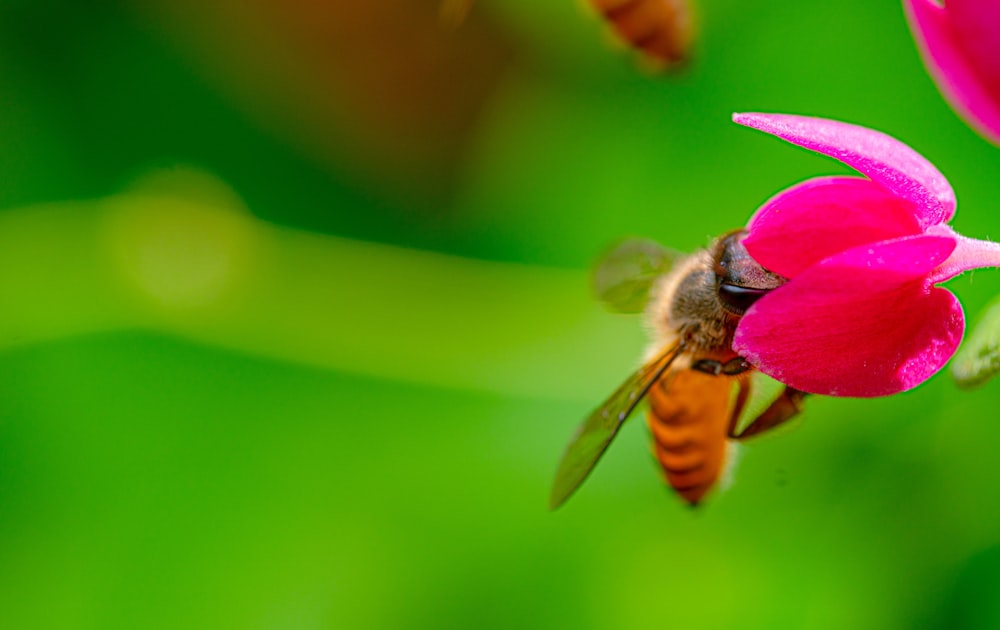 a bee on a flower