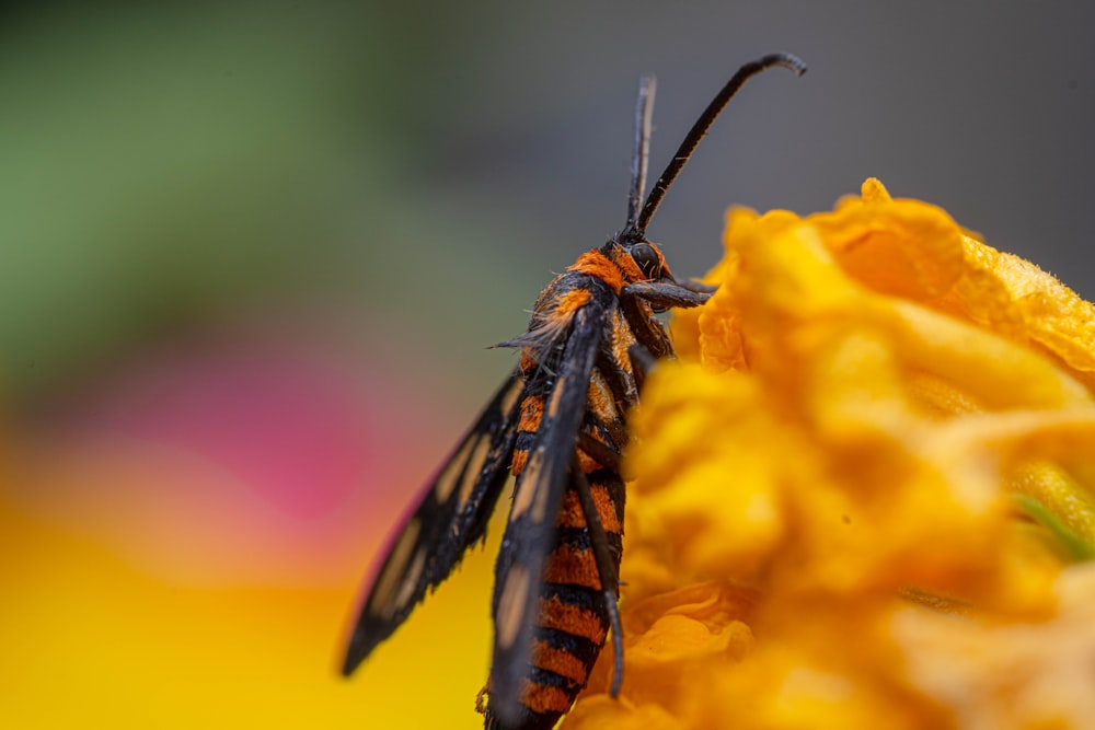 Un insecto en una flor
