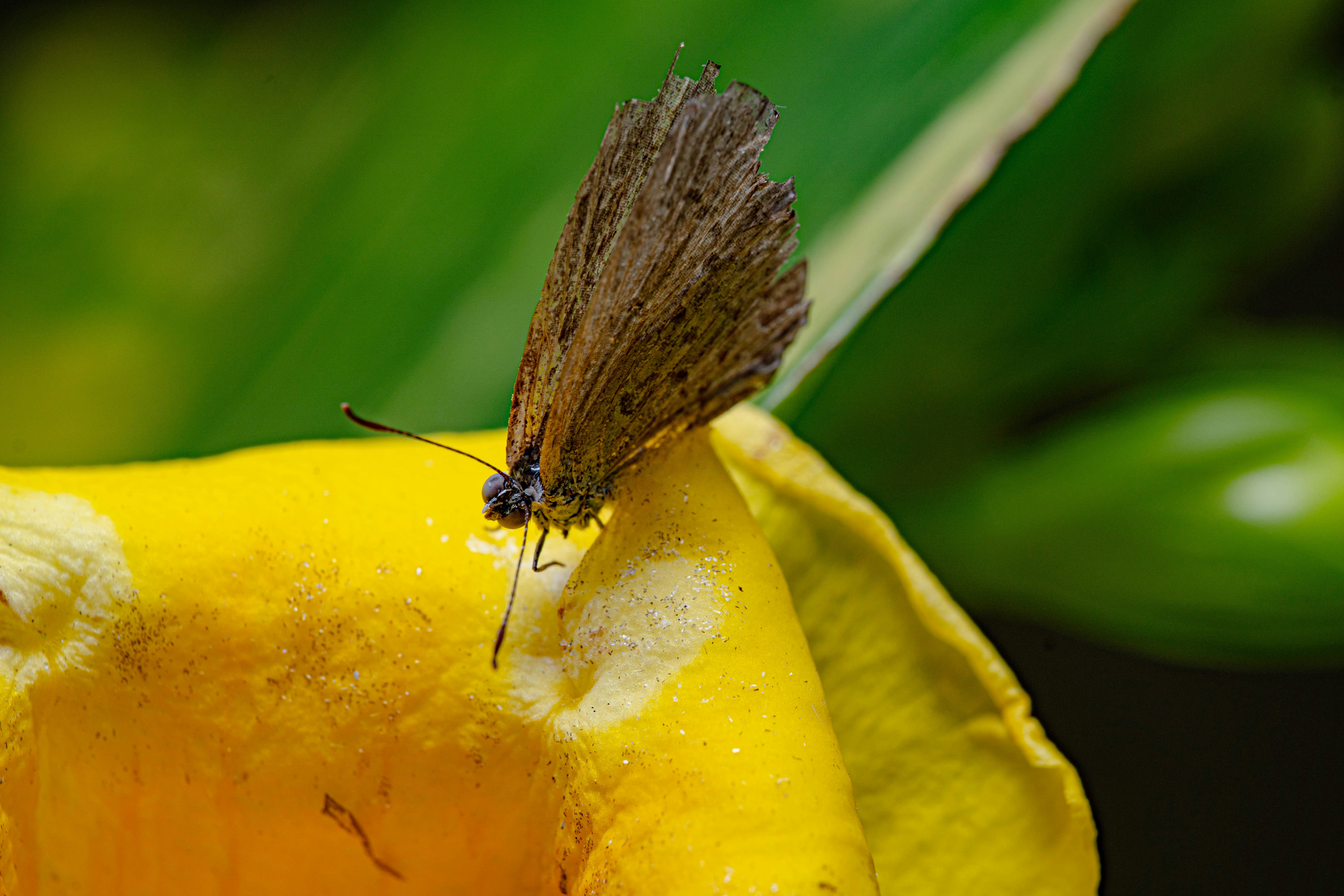 una farfalla su un fiore