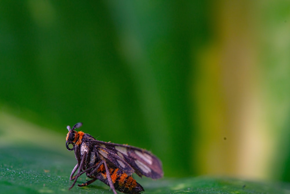 Una abeja en una hoja