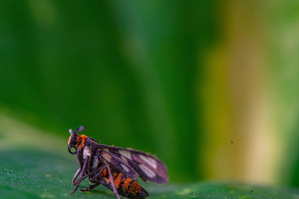 a bee on a leaf