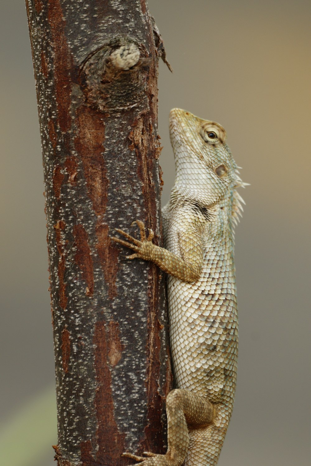 a lizard on a tree