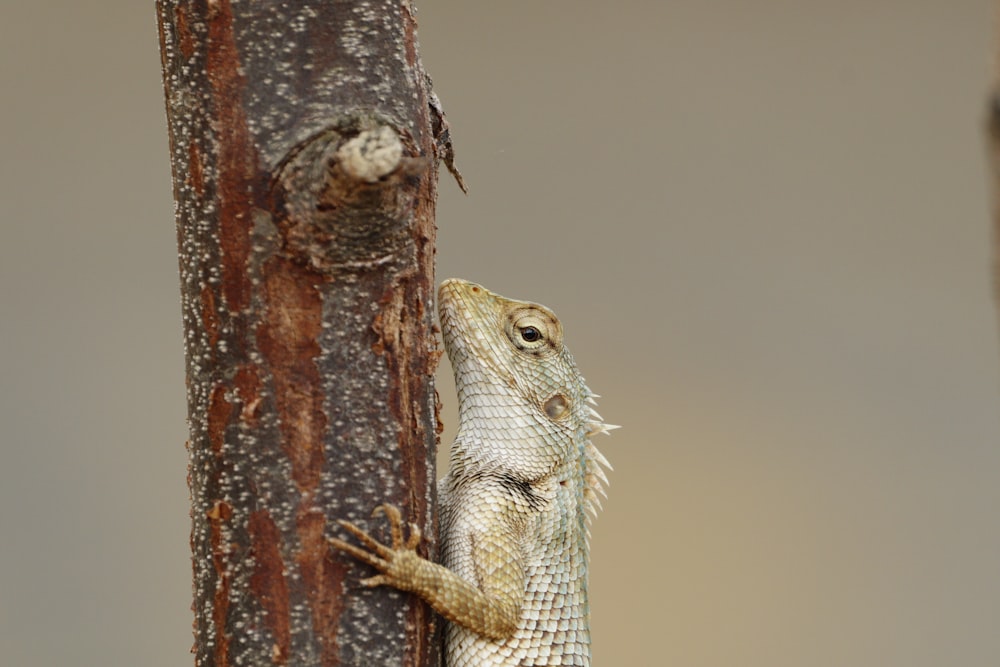 a lizard on a tree branch