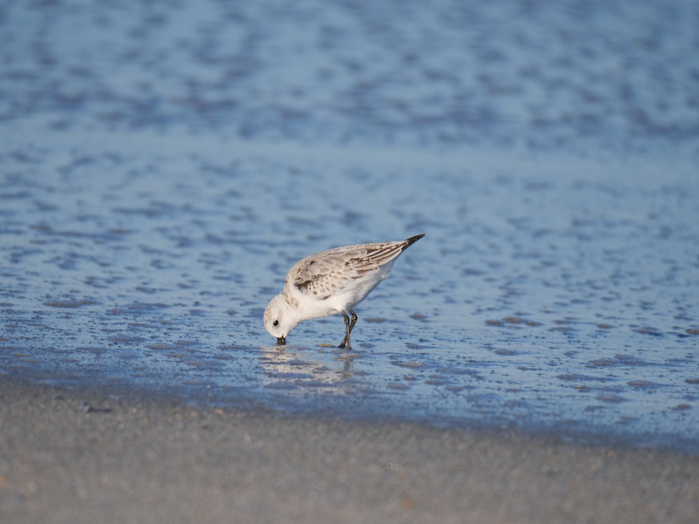 a bird walking in the water