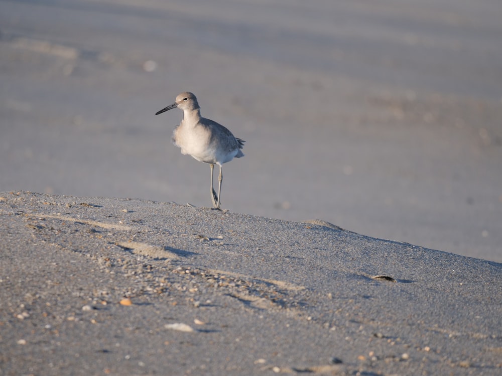 a bird standing on a beach