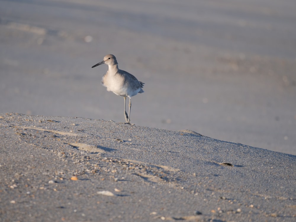 浜辺に立つ鳥