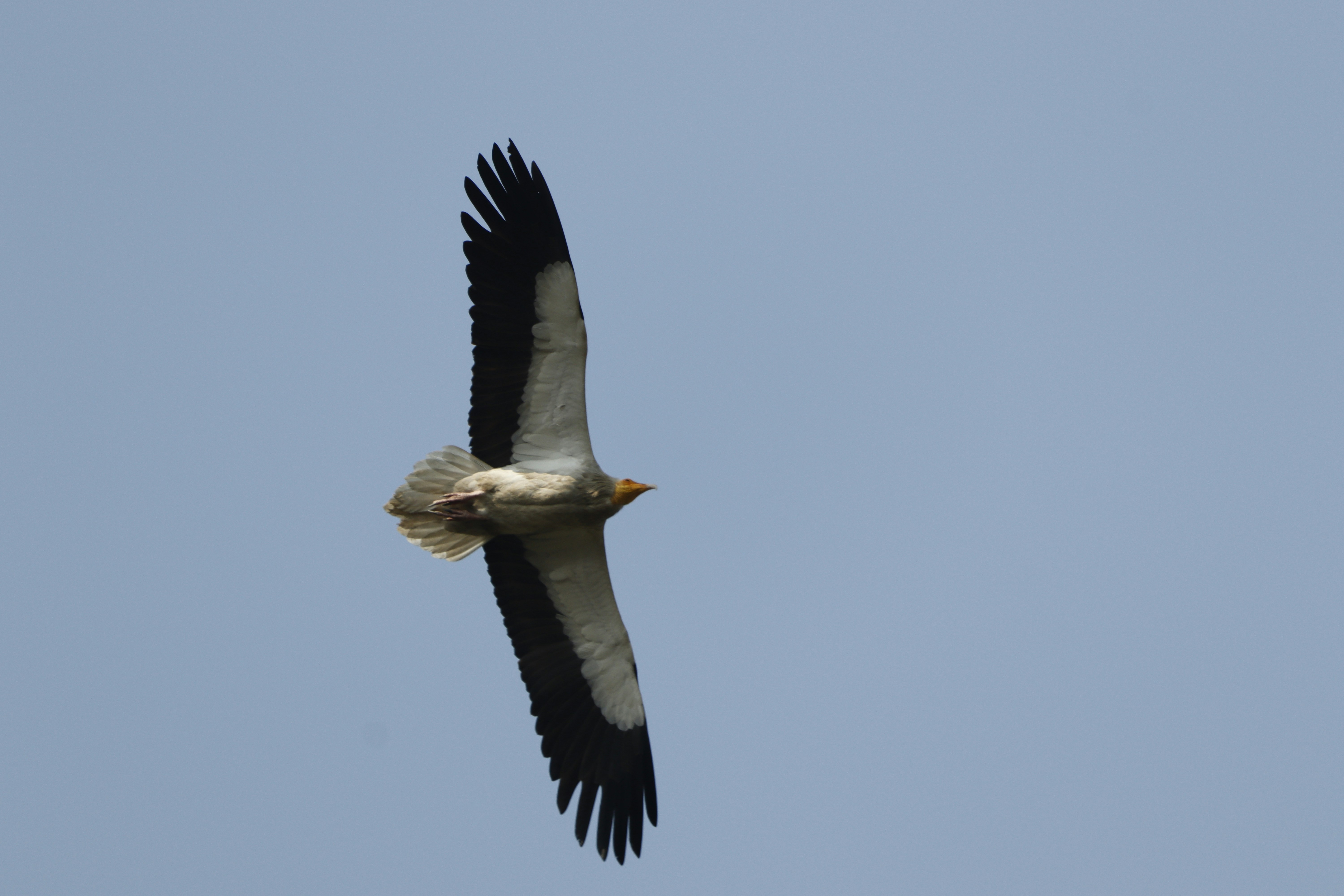3 Harpy Eagle (image credits: unsplash)