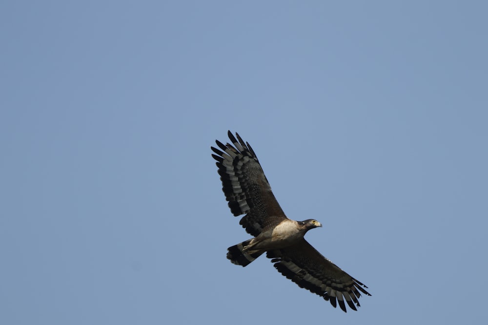 a bird flying in the sky