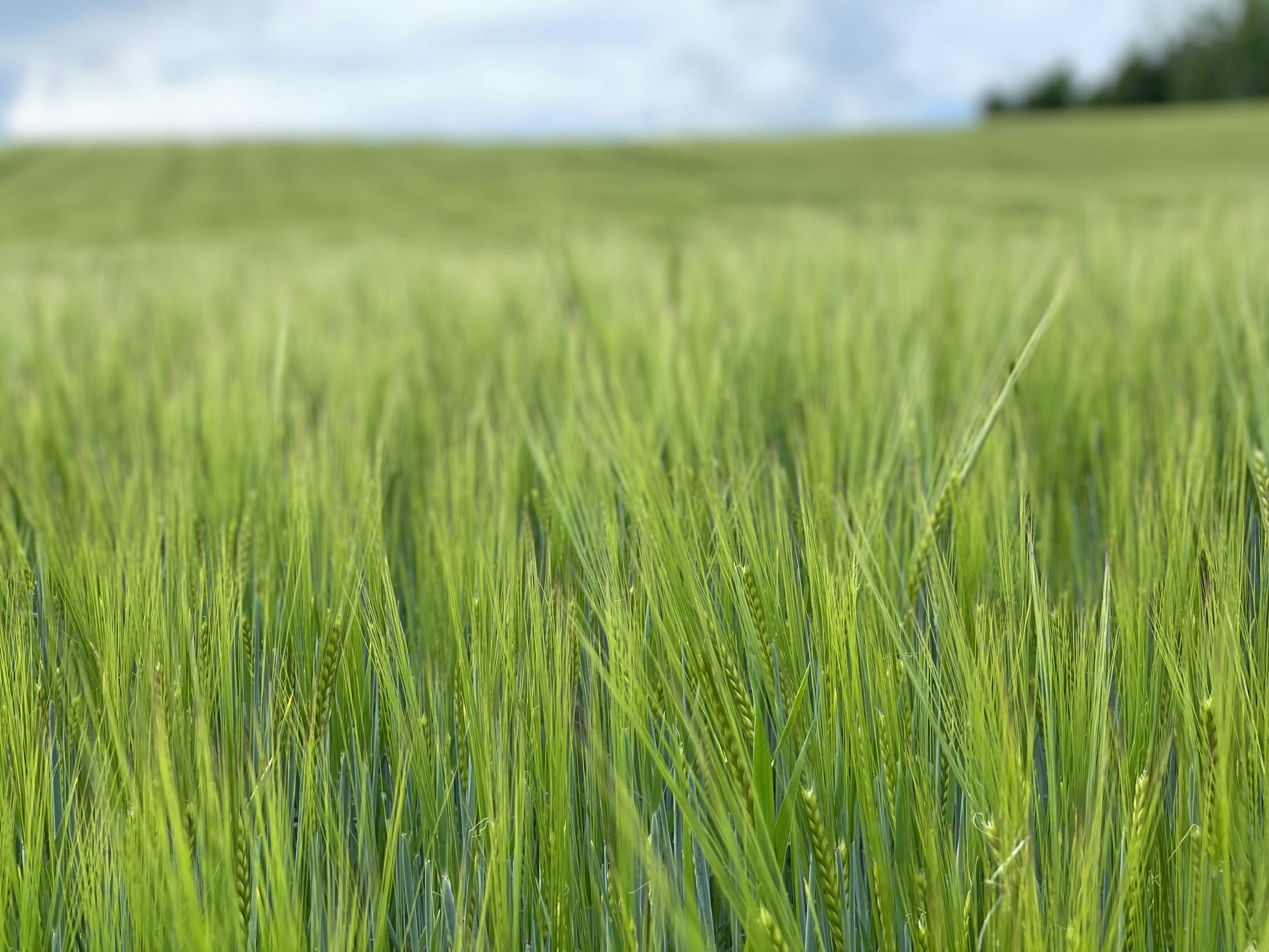 Photo by gardenelements