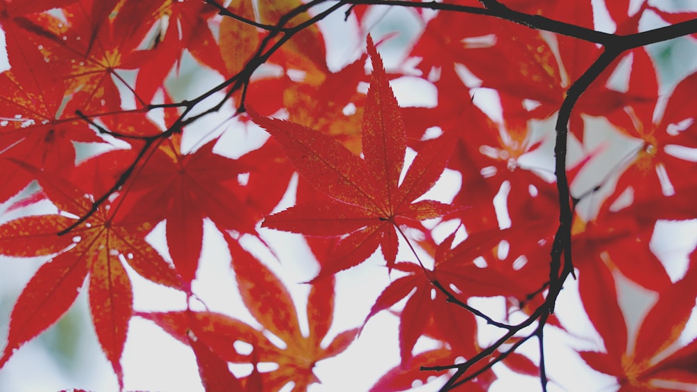 a close up of a red leaf